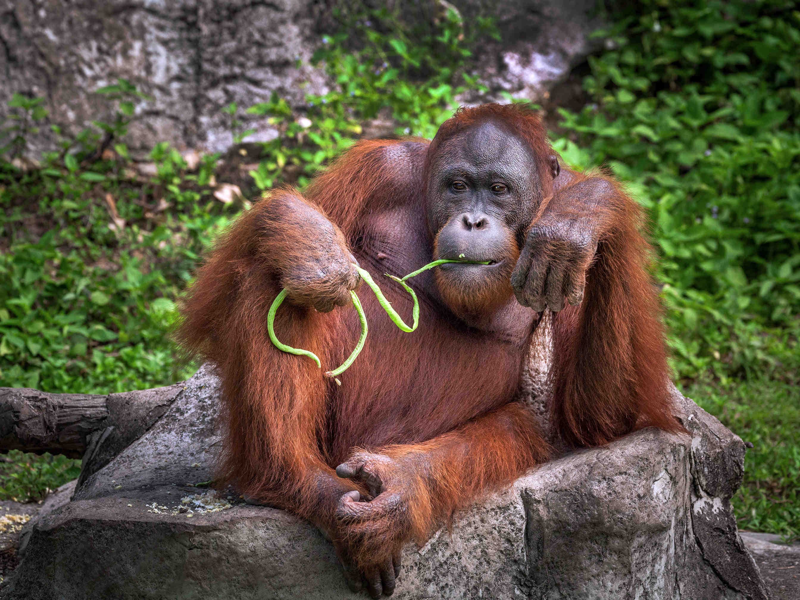 orango del borneo