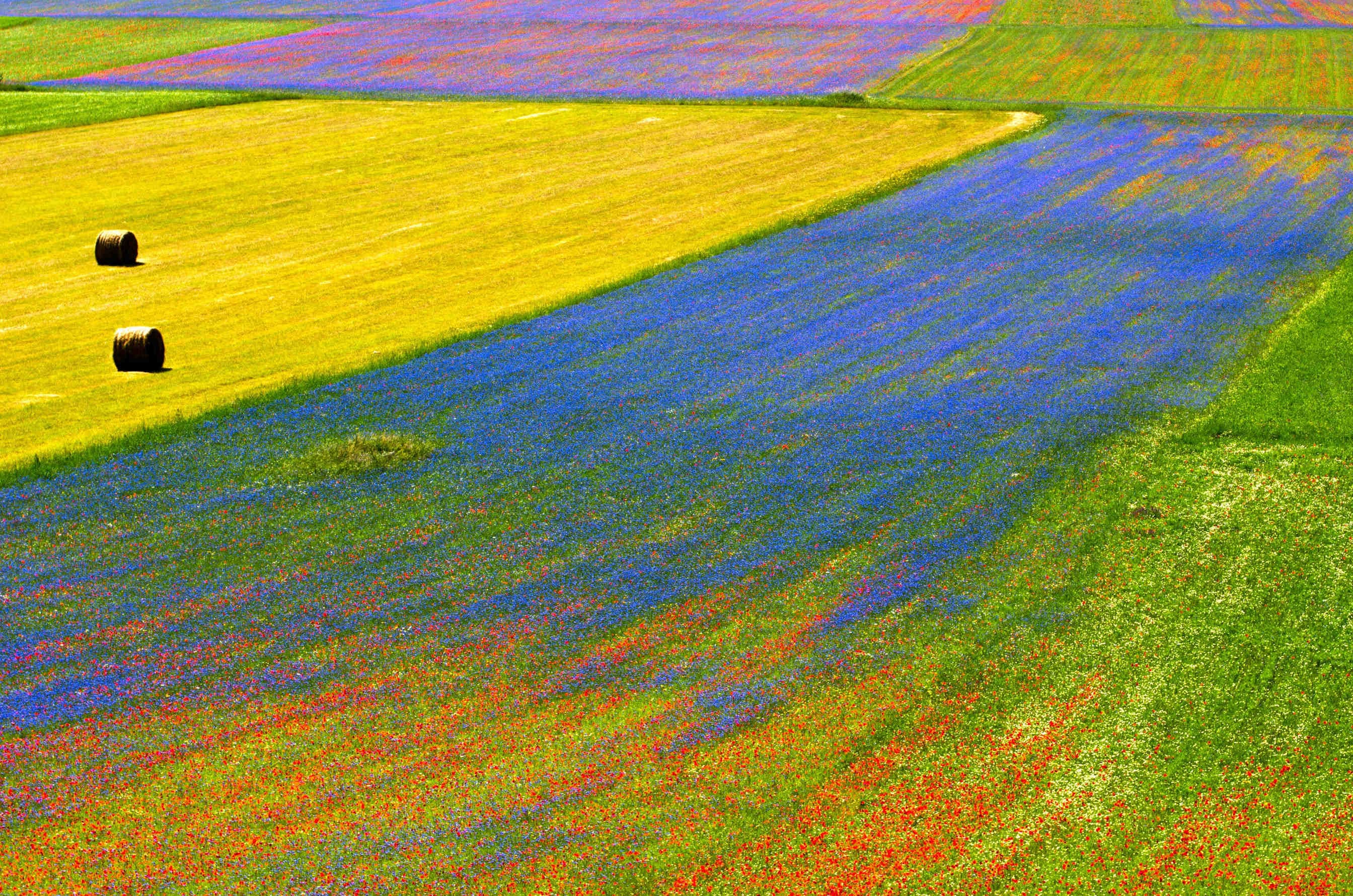 Castelluccio di Norcia Fioritura dall'alto
