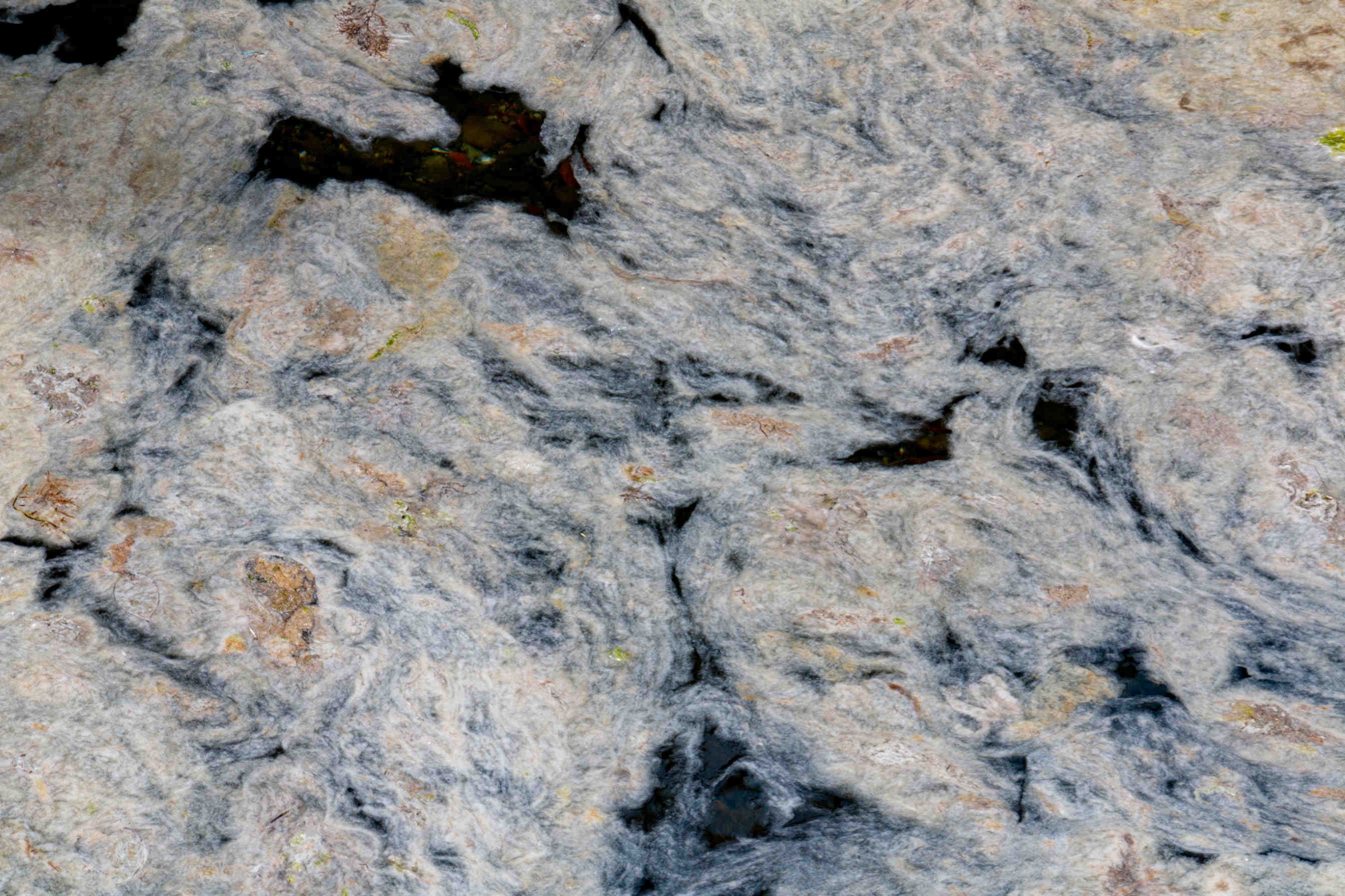 mucillagini dettaglio