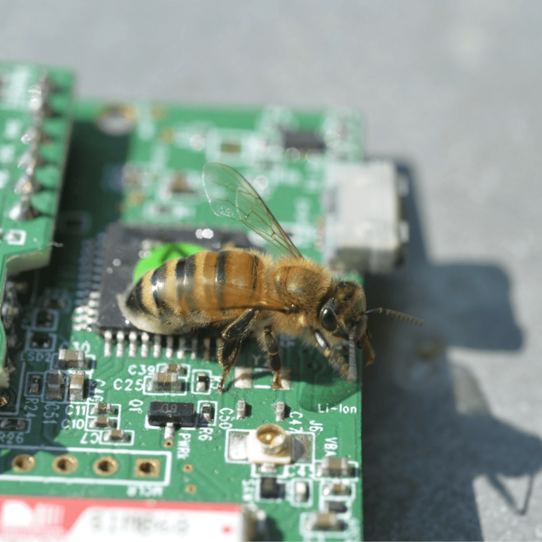 3Bee: tecnologia al servizio della natura