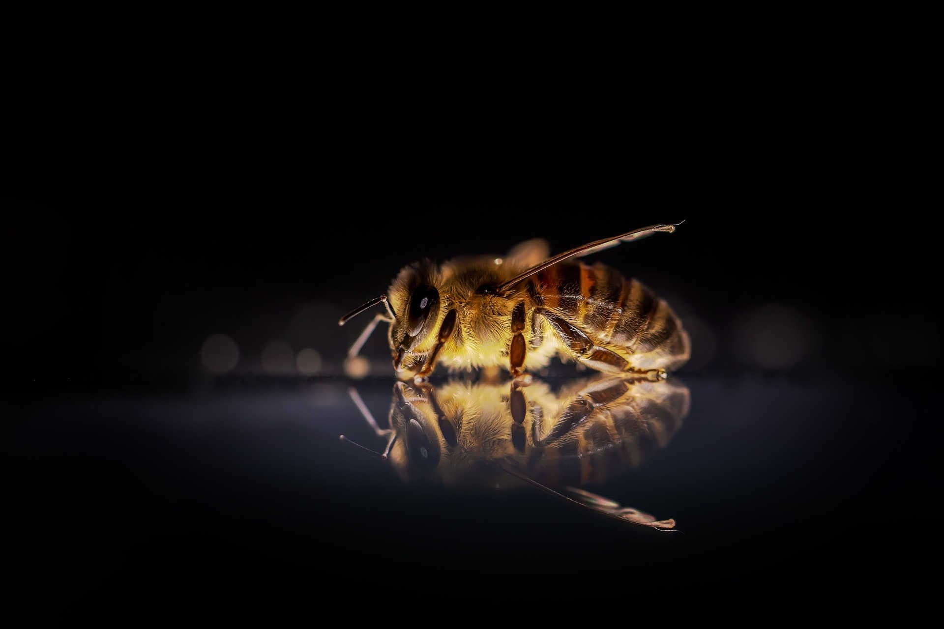 ape illuminata