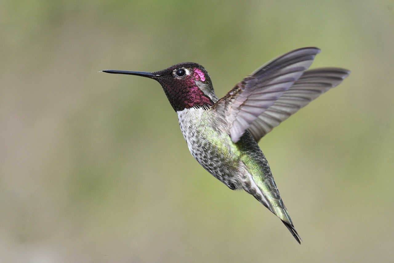 Impollinatori