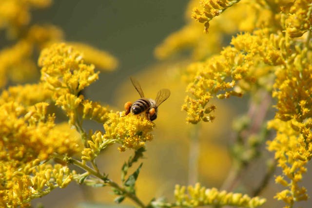 Comment aider les abeilles avec les plantes nectarifères ?