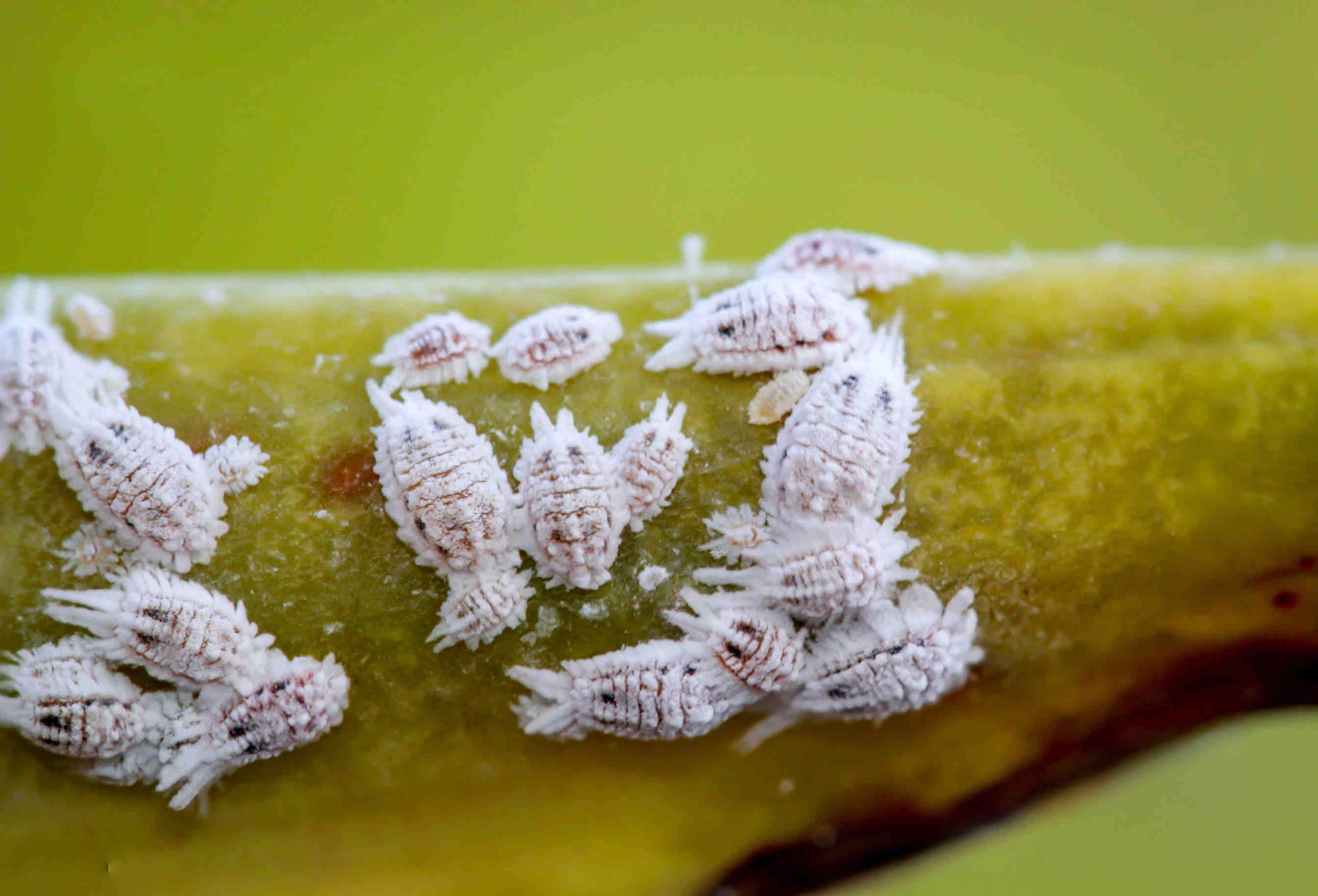 caratteristiche morfologiche e anatomiche delle cocciniglie