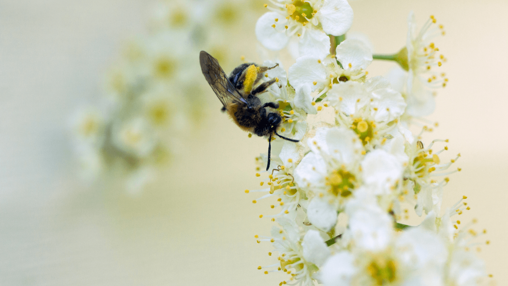 Adopt a Beehive in Emilia-Romagna