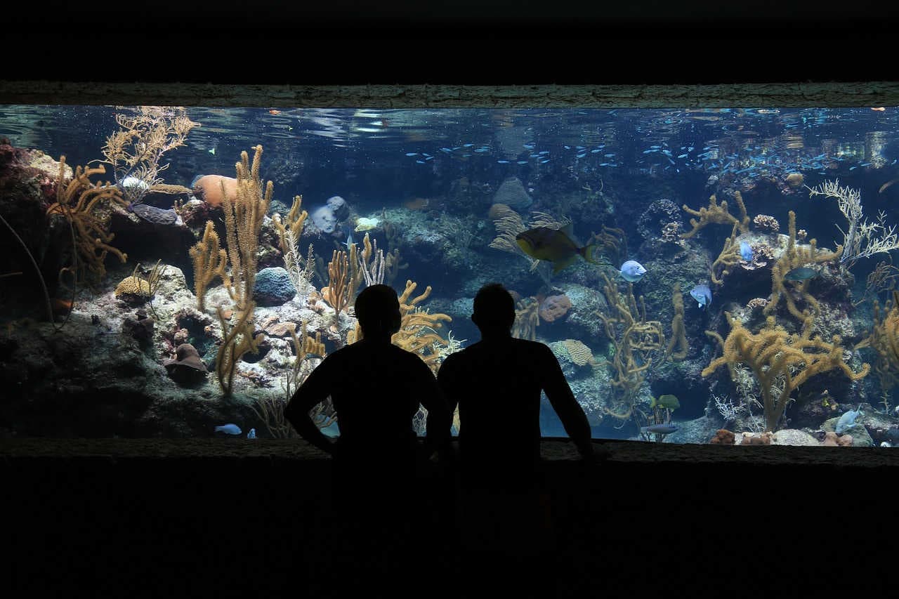 acquario