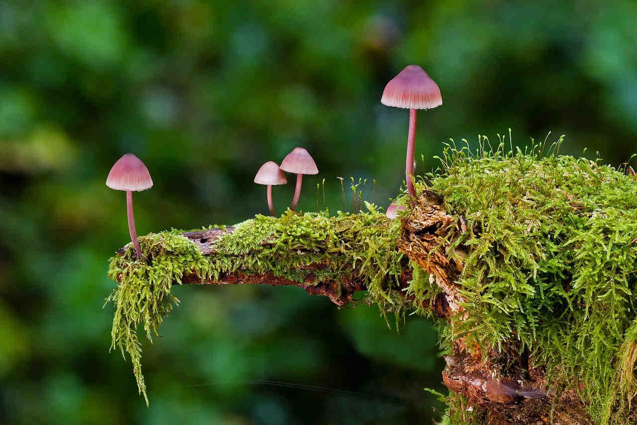 Champignons et mousse