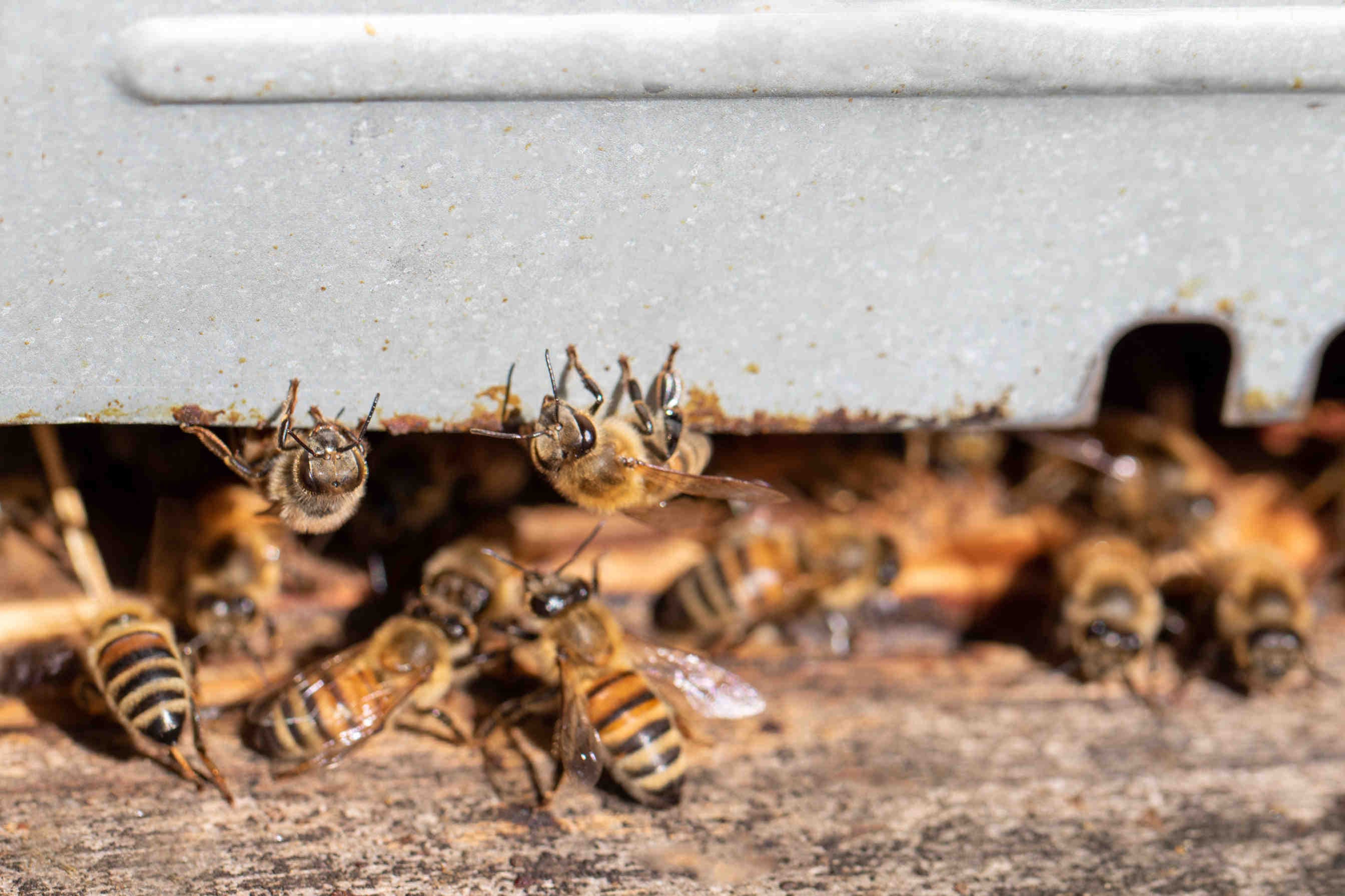 BIENENPATE WERDEN