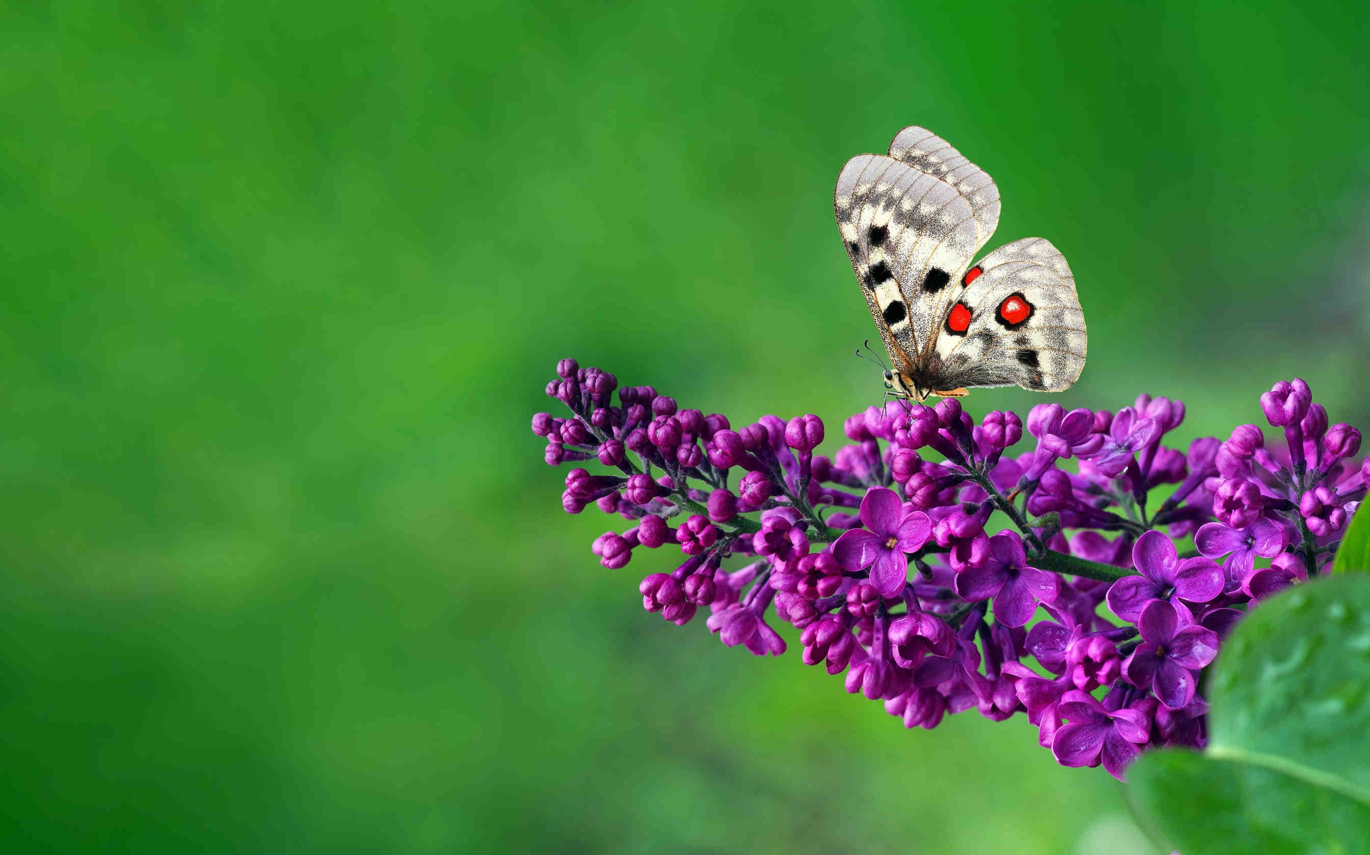 Biodiversità ed ecosistemi in Italia: un equilibrio fragile