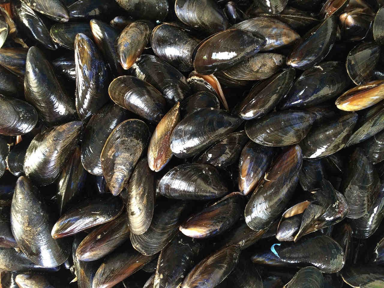 moria di cozze per le temperature troppo alte