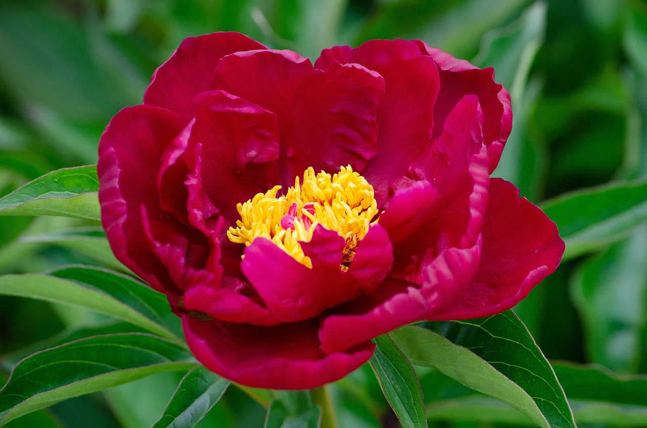 peonia