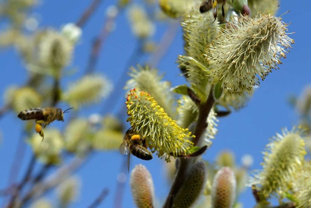 Le prime fioriture e trattamenti