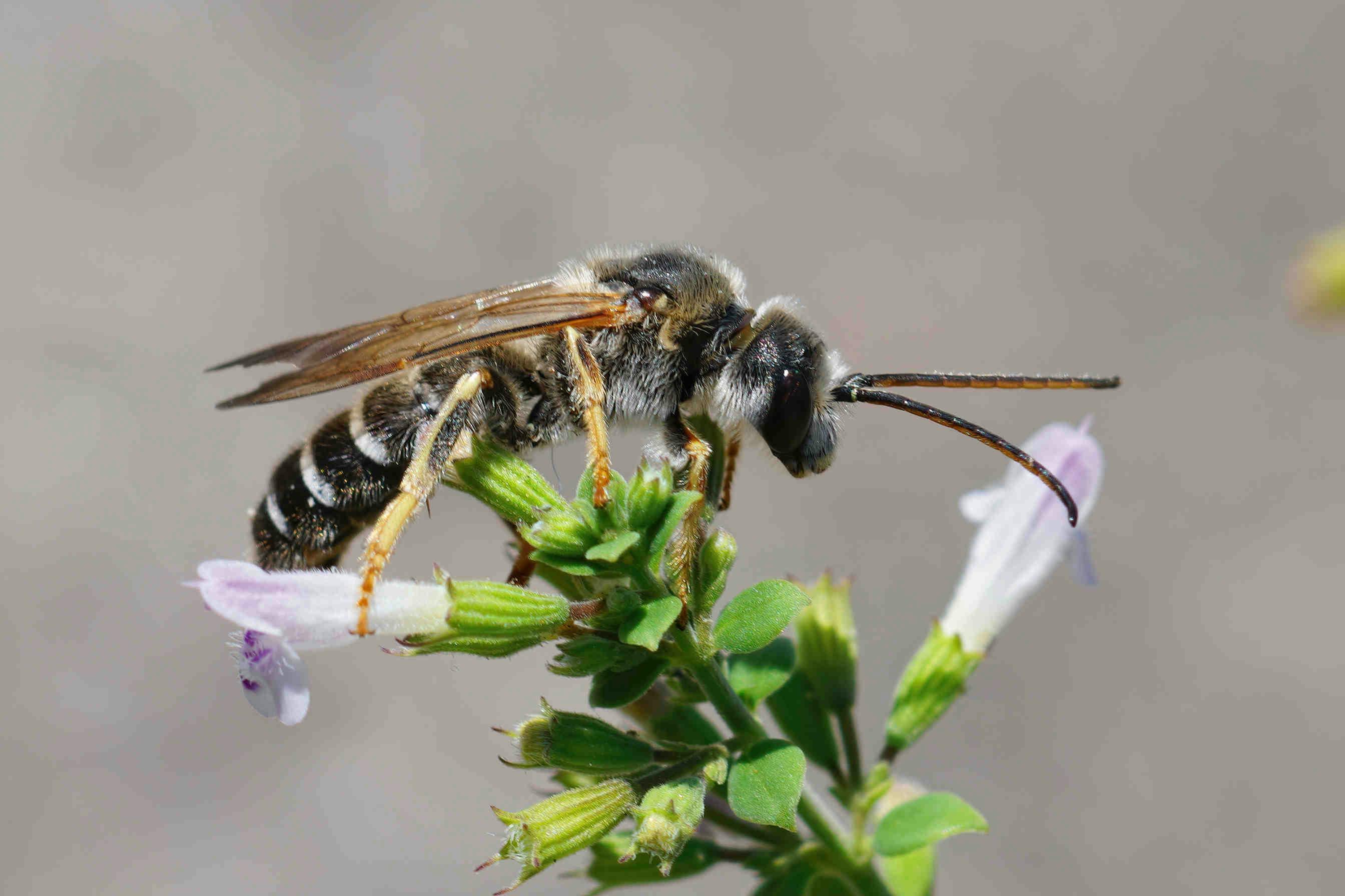 Pollinator Bees