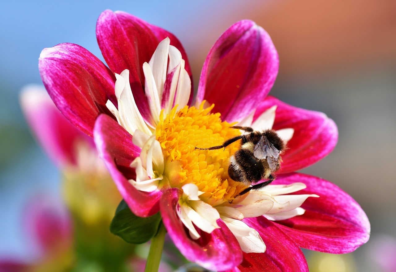 Fiore e impollinatore