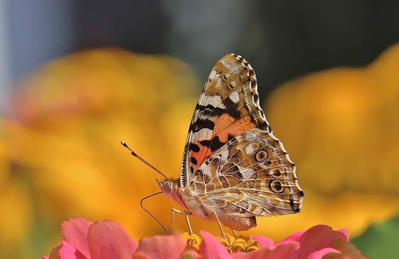 Vanessa_cardui