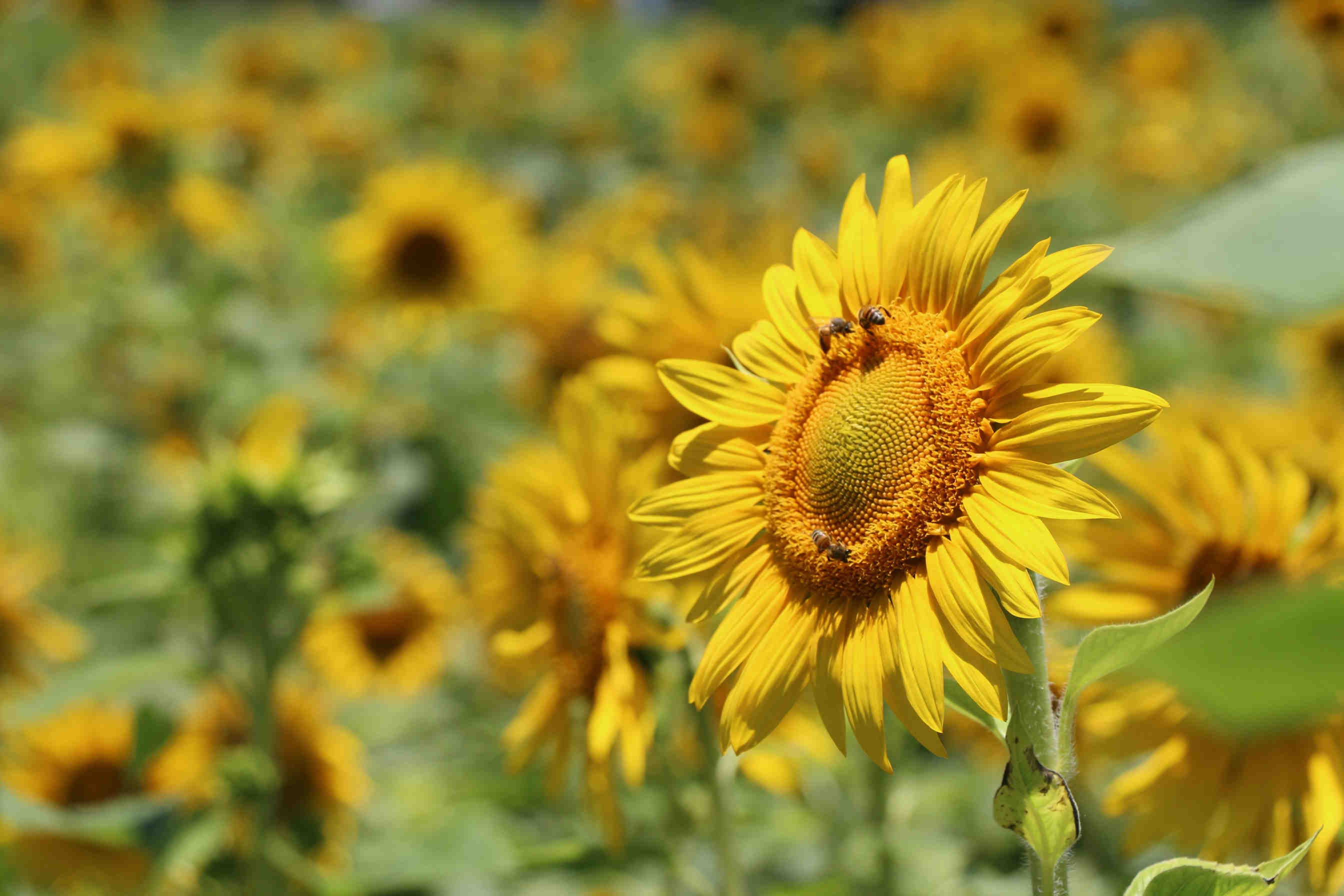 girasole ape