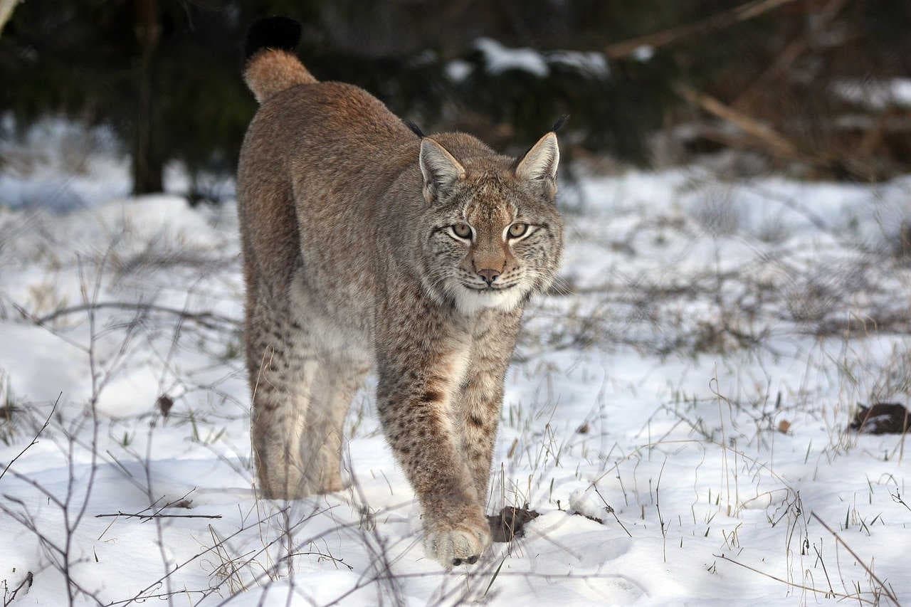 Luchs