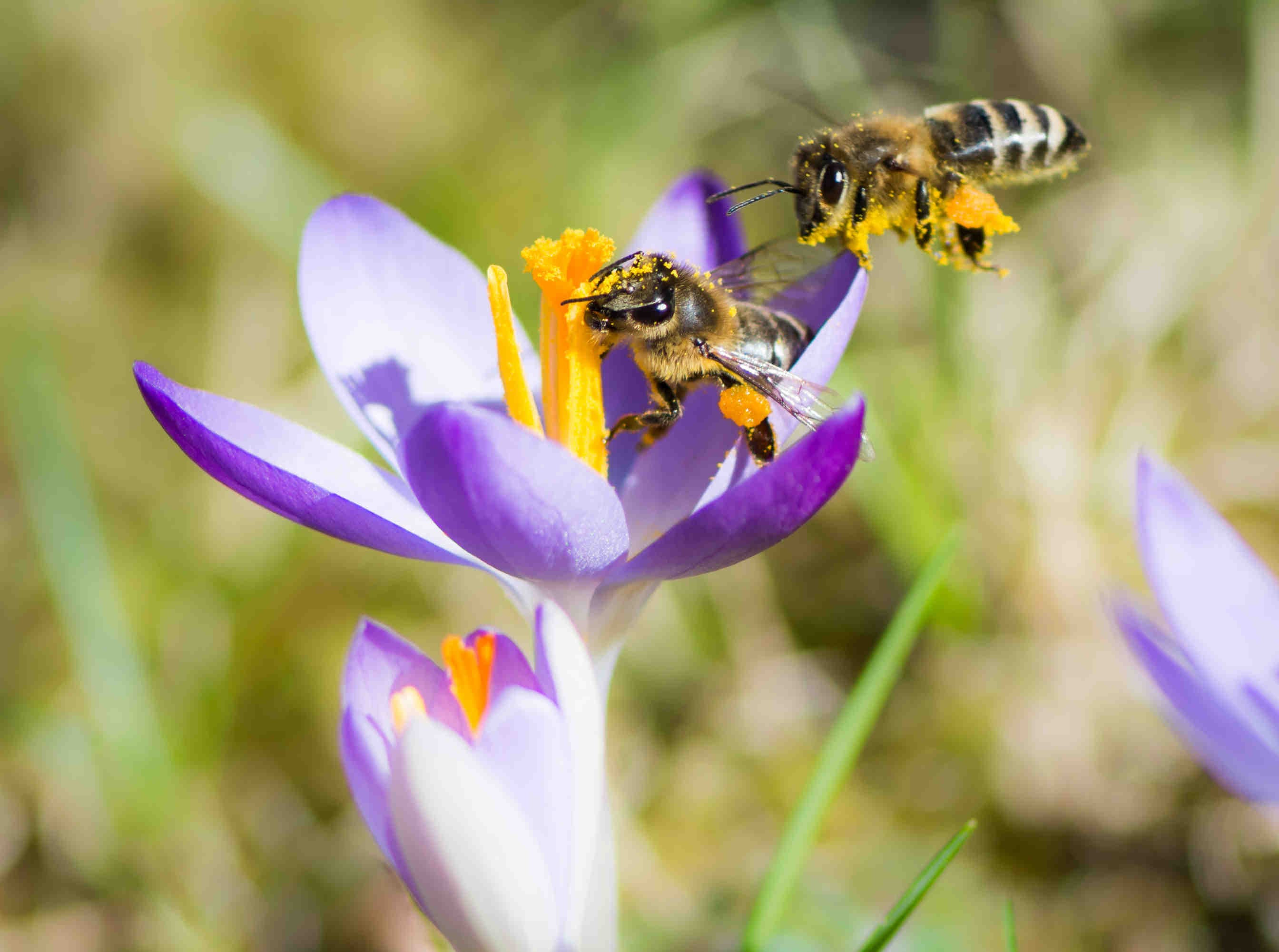 Biodiversität