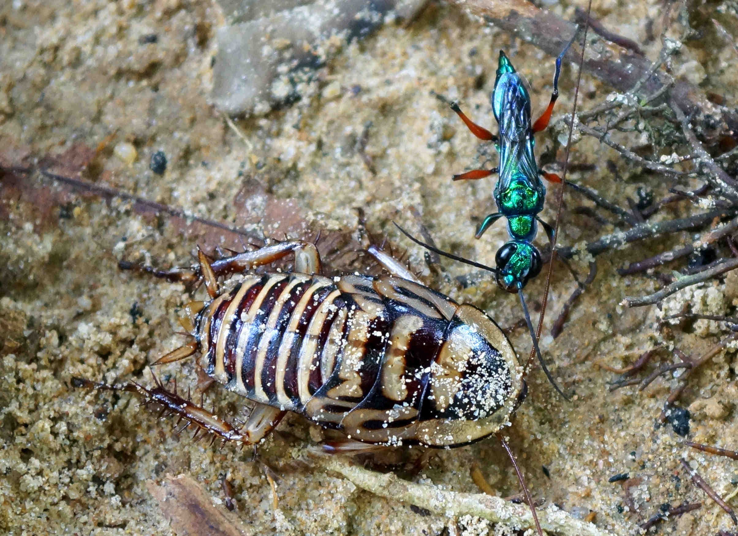 Ampulex