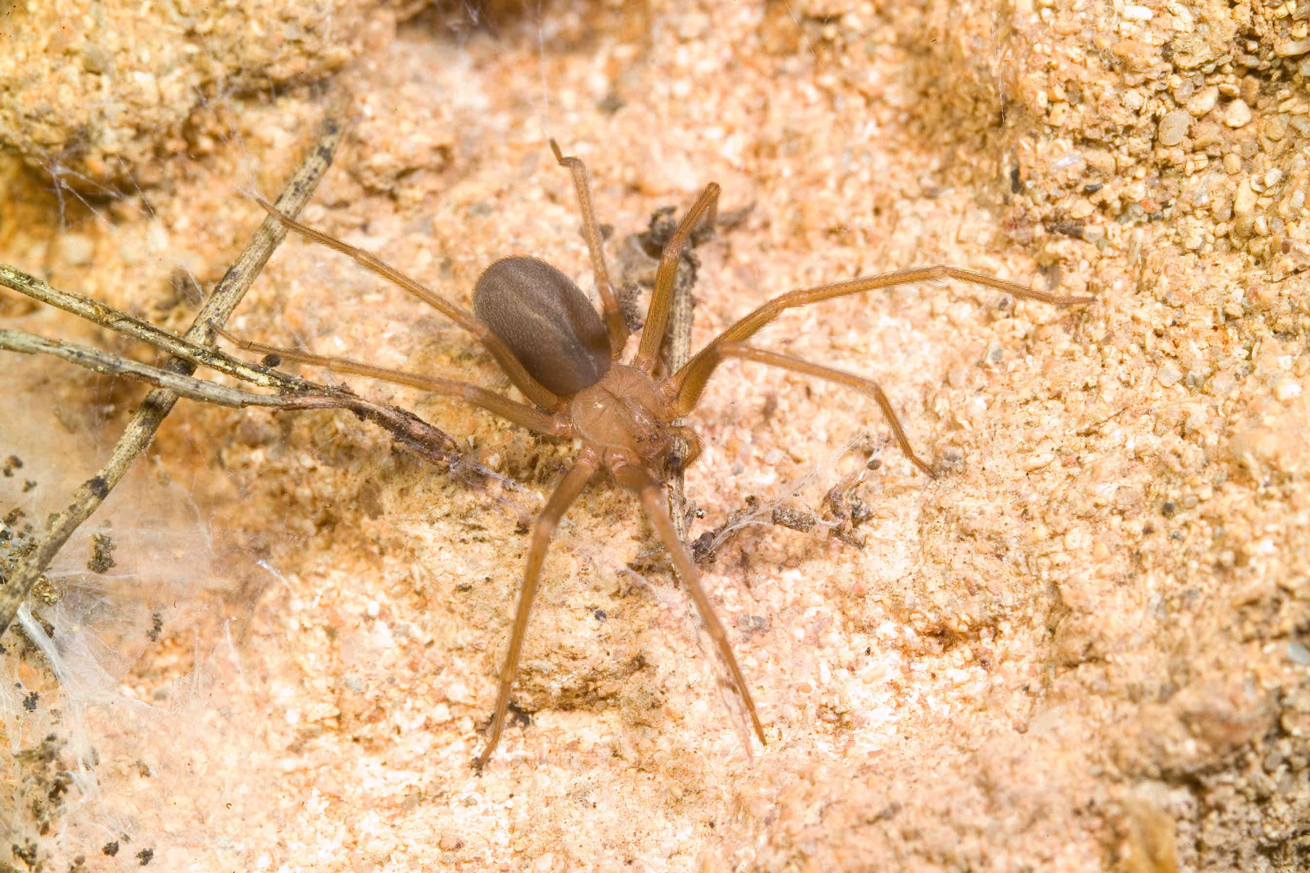 ragno violino Loxosceles rufescens