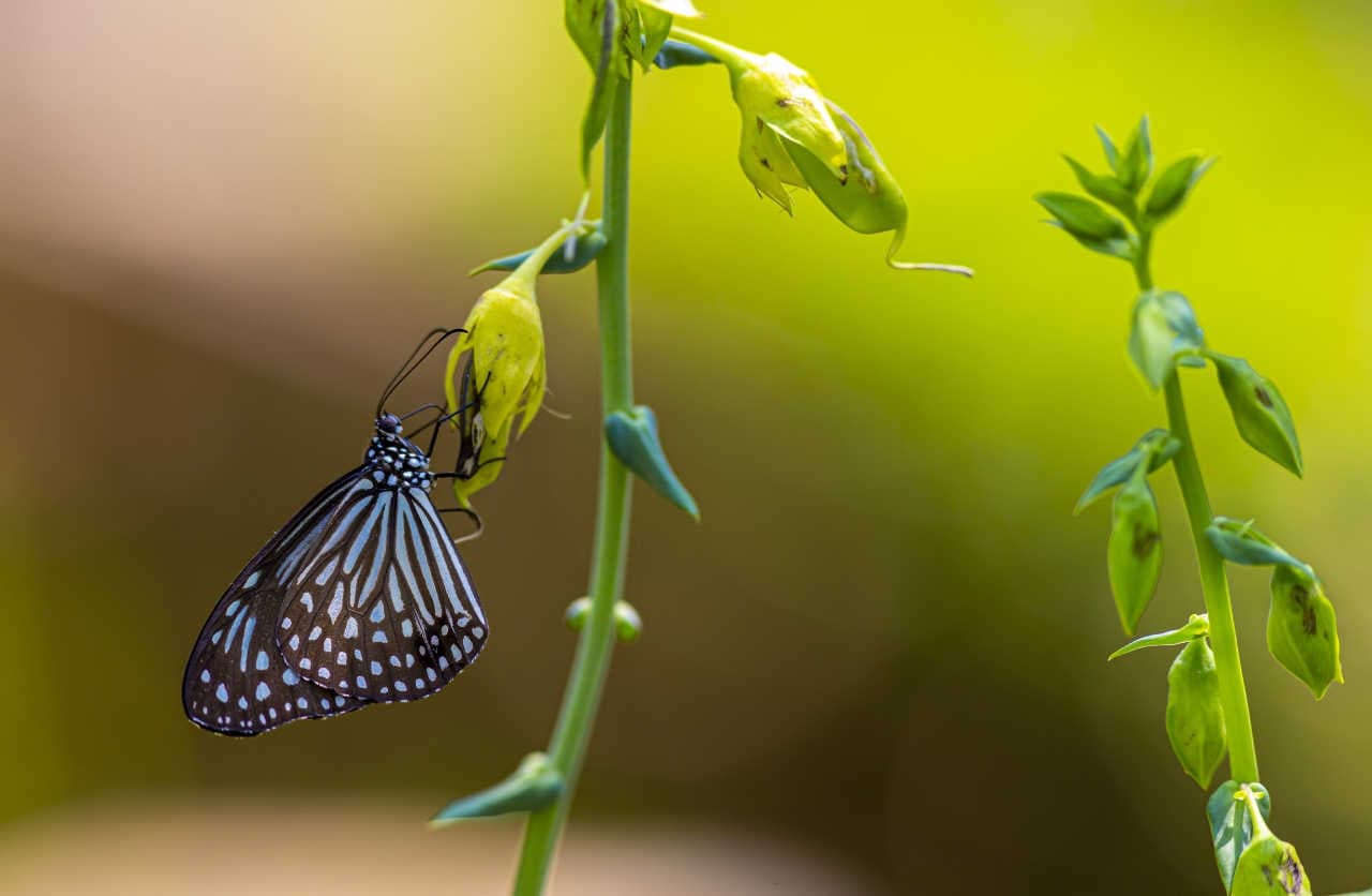 farfalla biodiversità