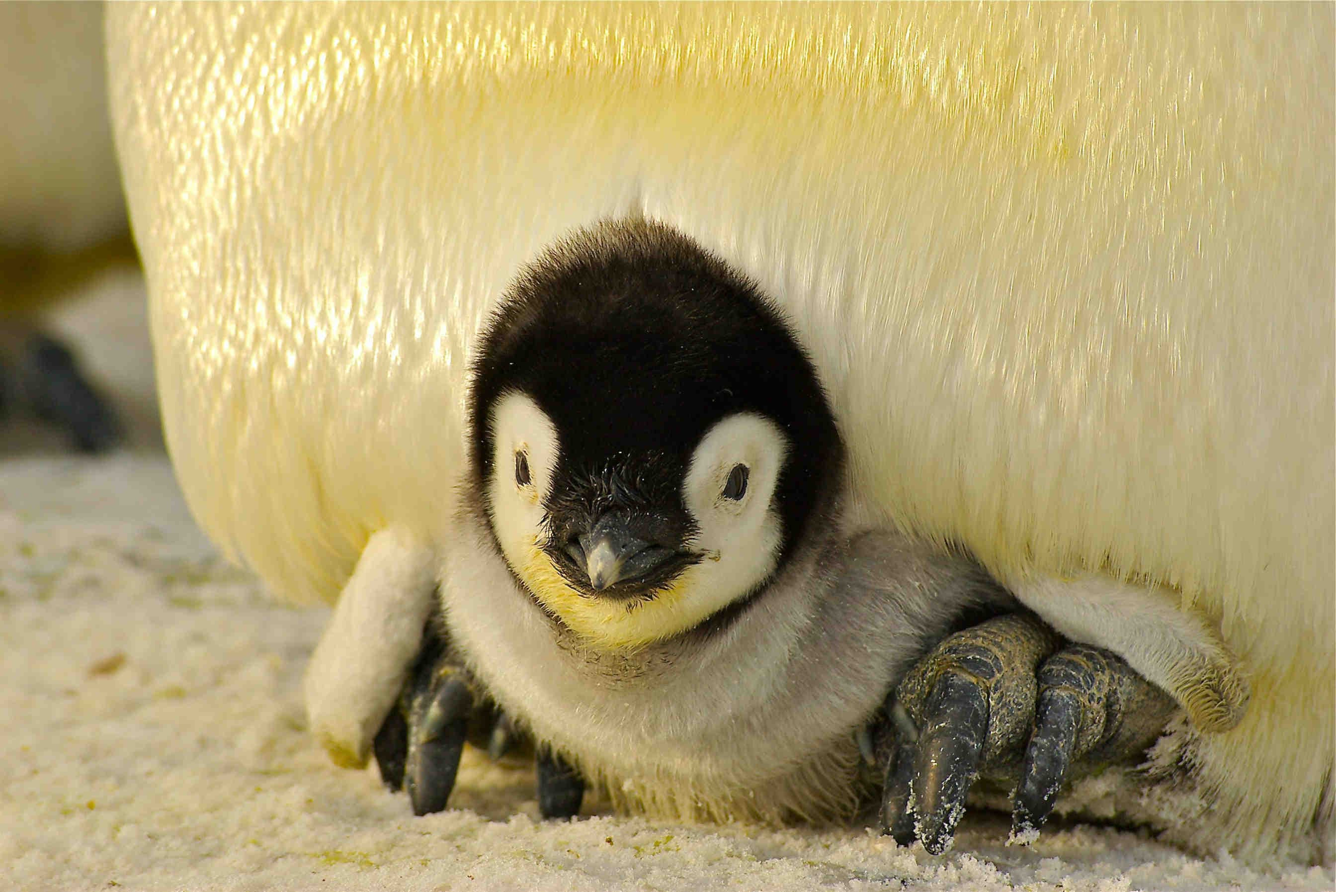 adattamento temporaneo di pulcini di pinguino all'interno della colonia