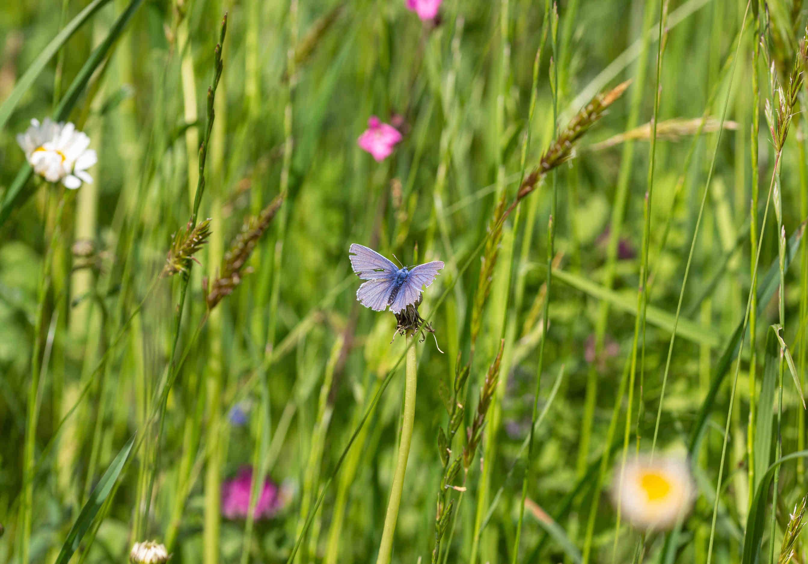 butterfly biodiversity