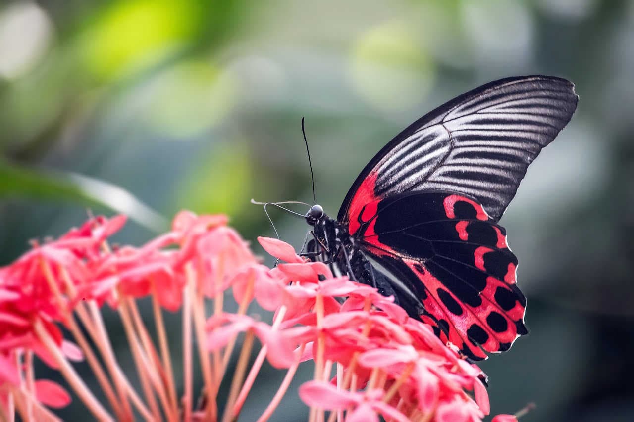 What are the IUCN Red Lists