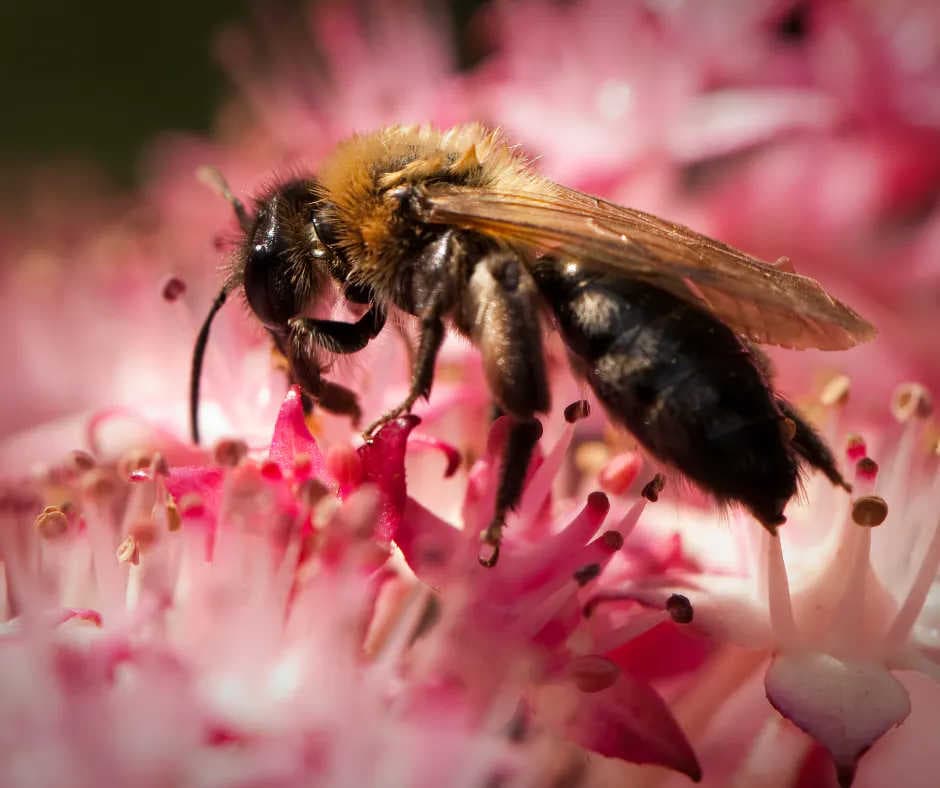Pflanzen Sie bienenfreundliche Blumen