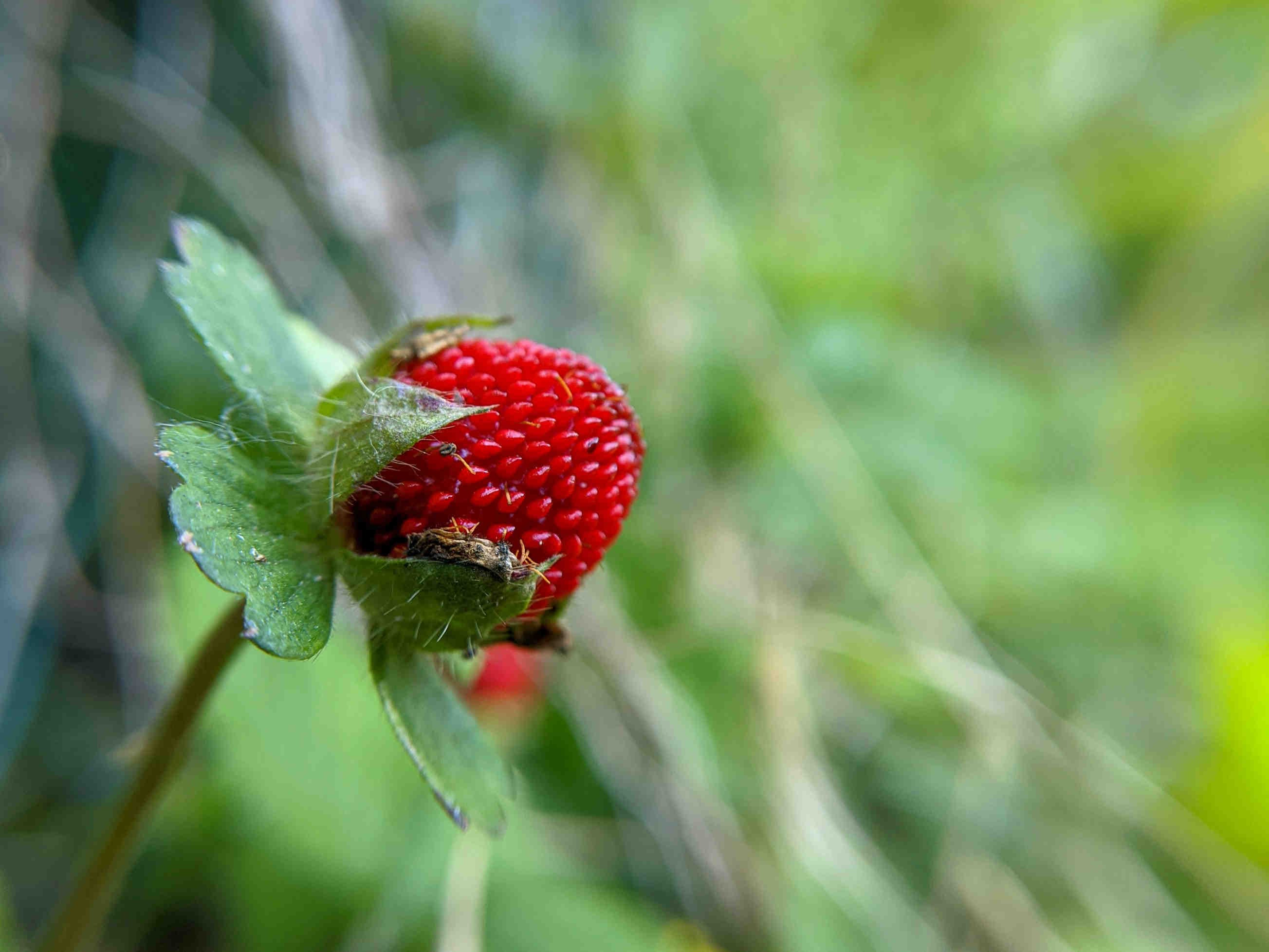 Duchesnea indica: ecological impacts and management of the 'mad strawberry' in Europe