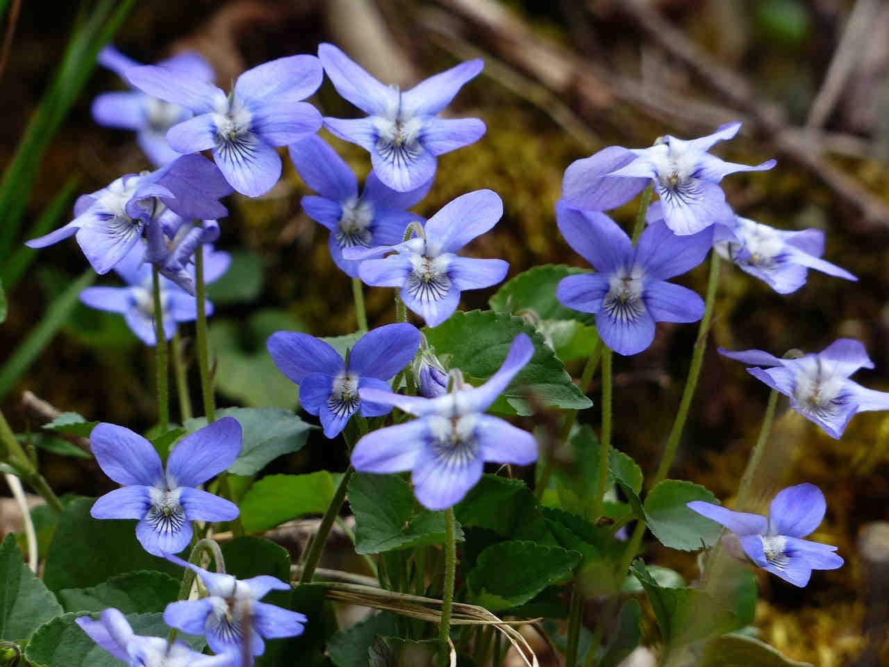 viola comune