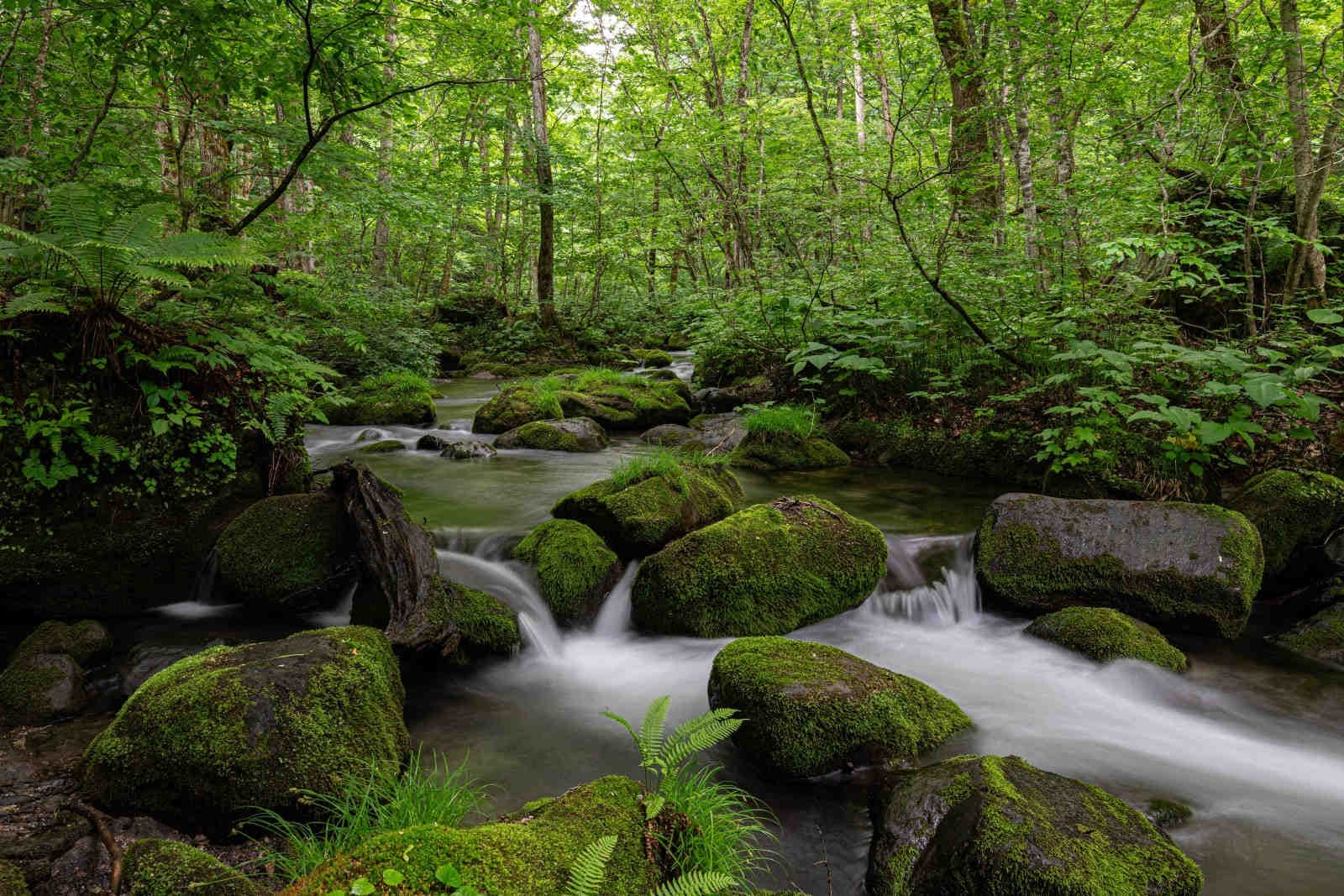 Perdita di biodiversità: l'analisi globale sull'impatto delle attività umane