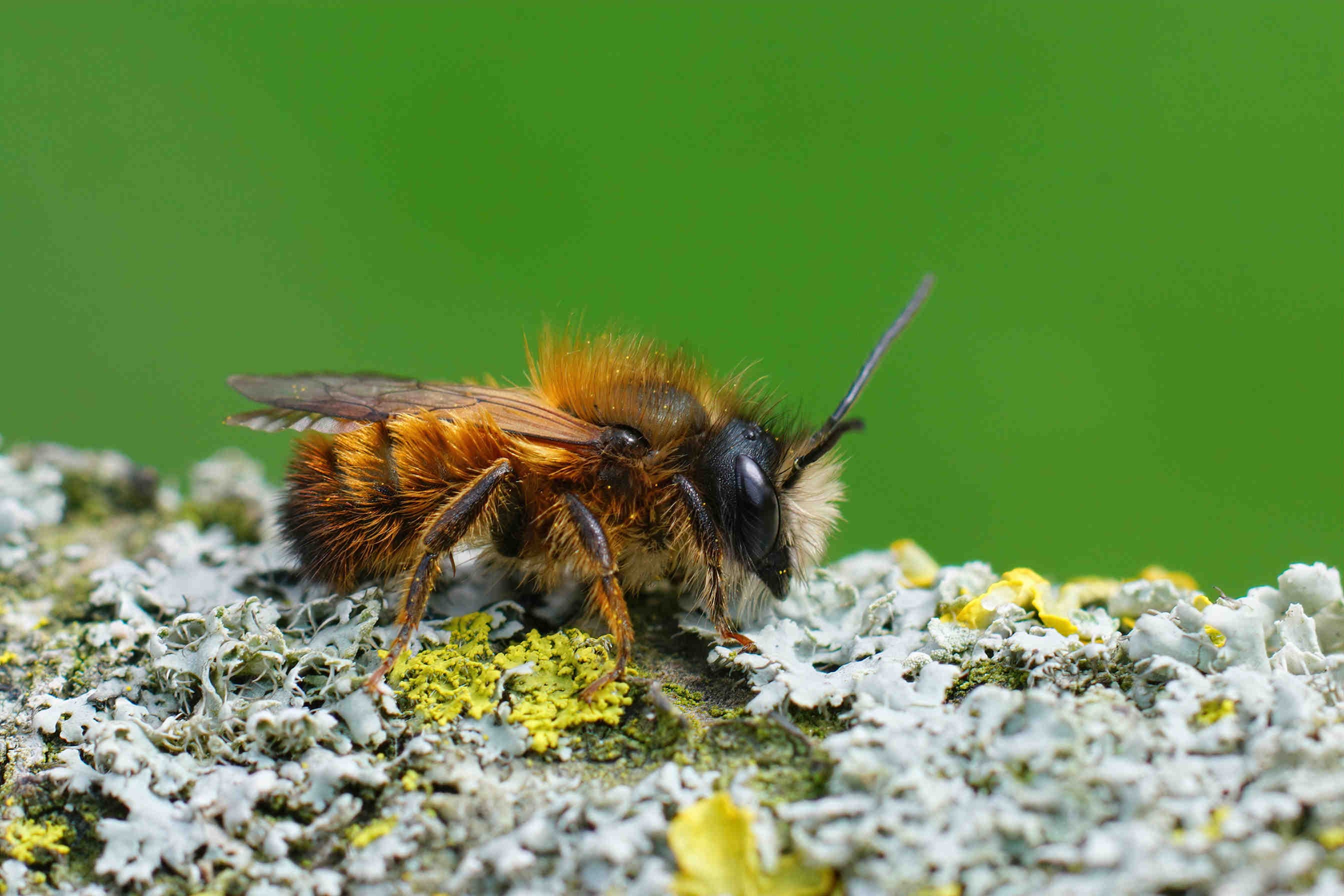 Api Selvatiche: Esplorando il mondo degli impollinatori