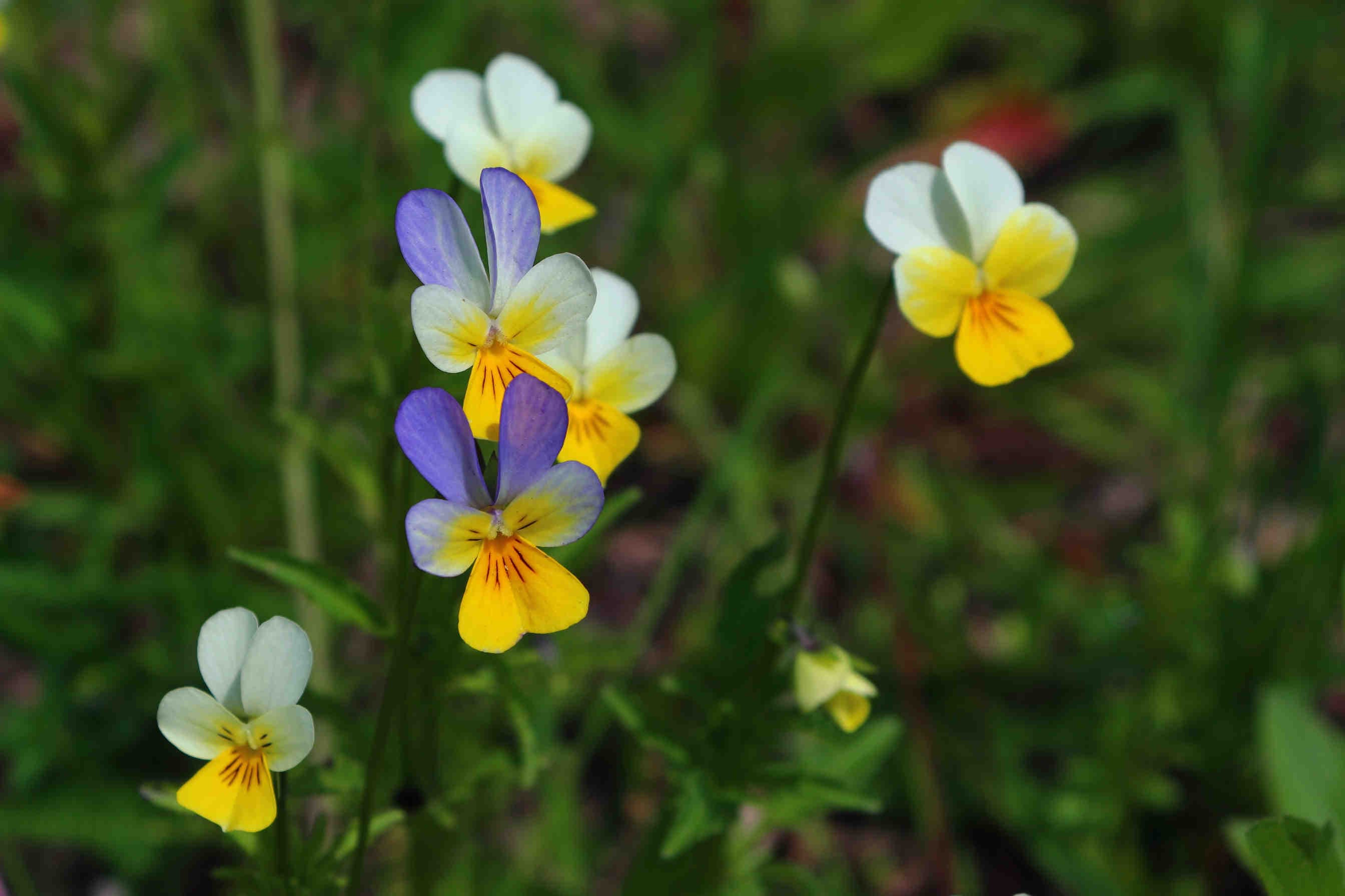 viola dei campi
