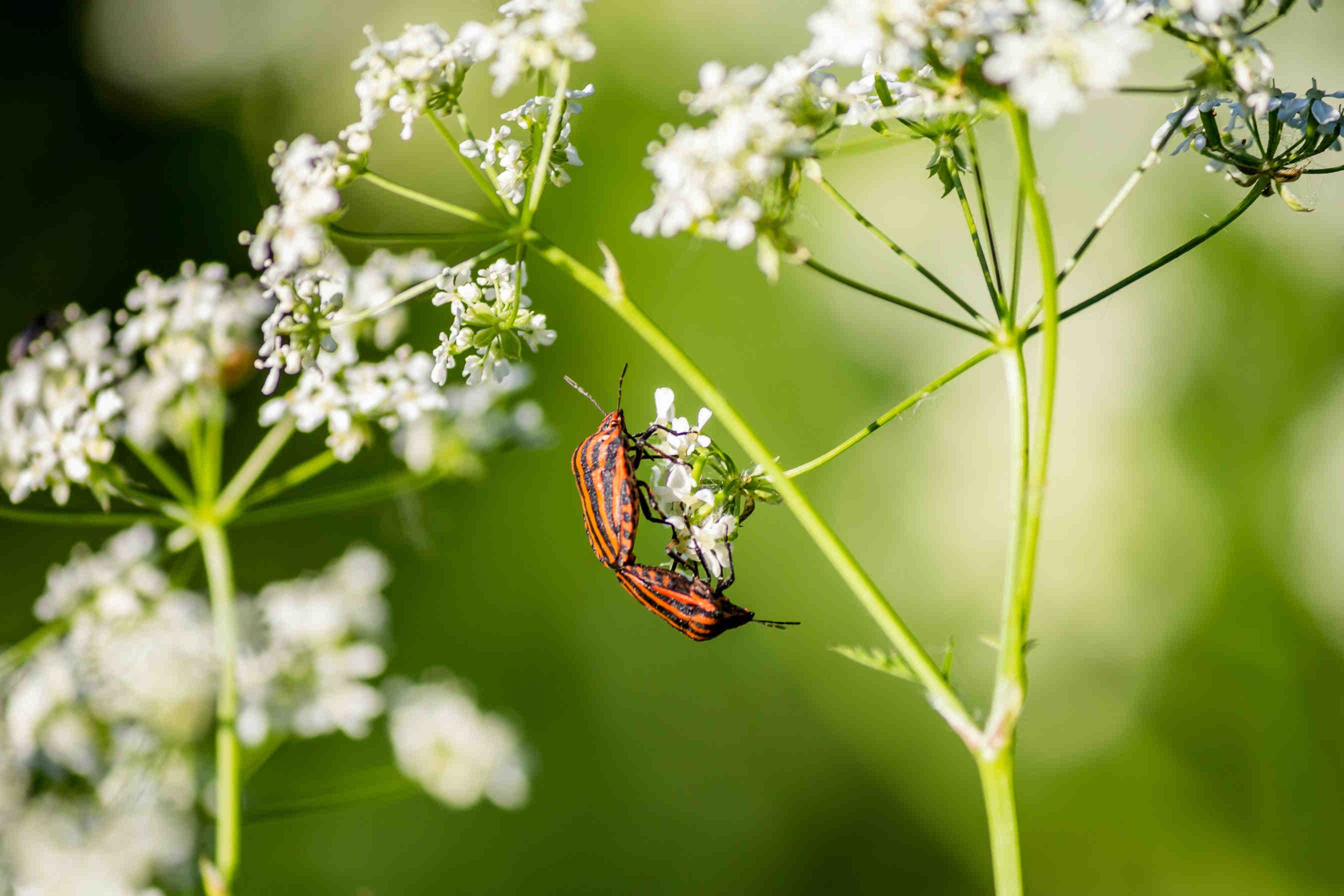 Graphosoma_italicum