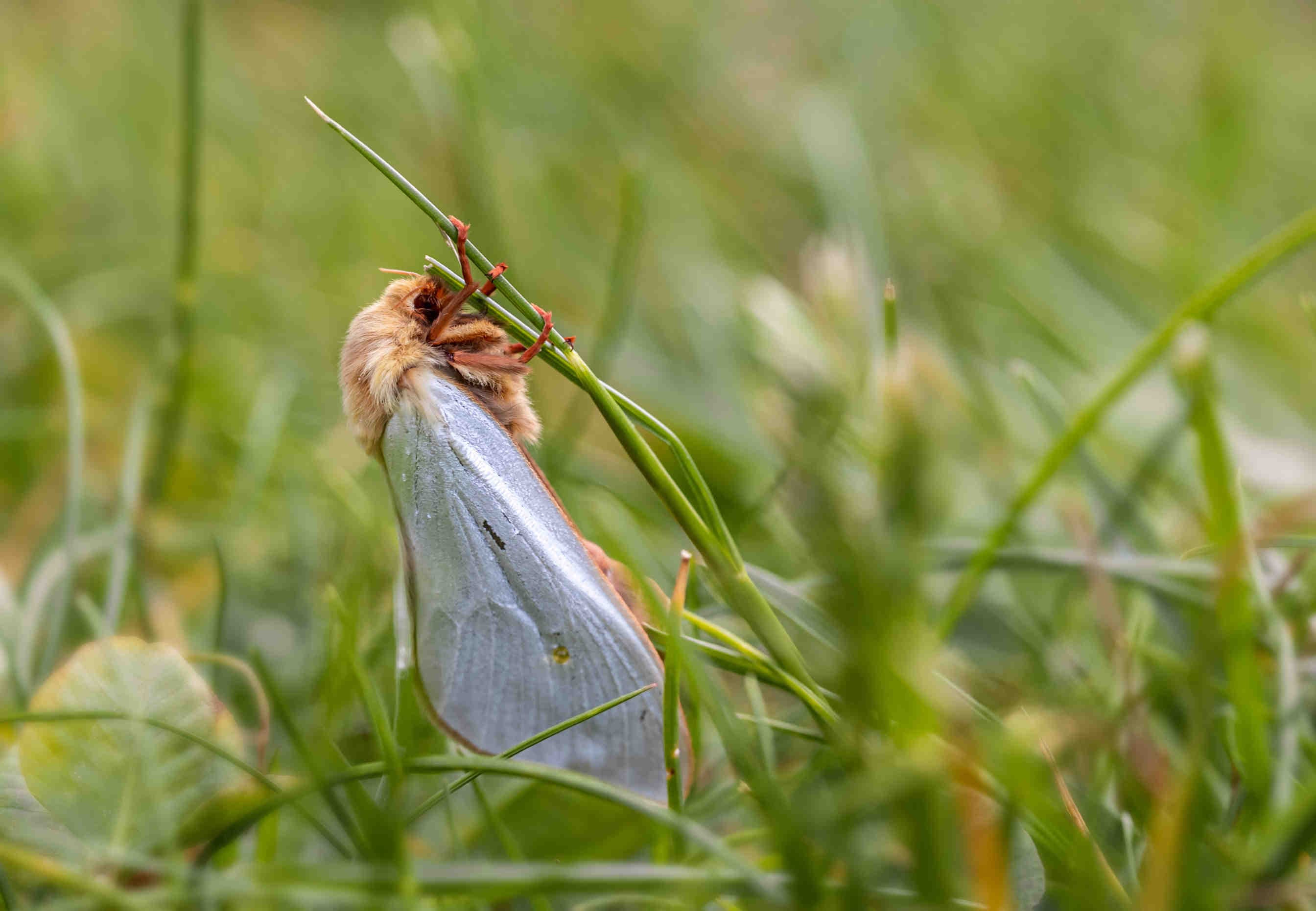 declino impollinatori