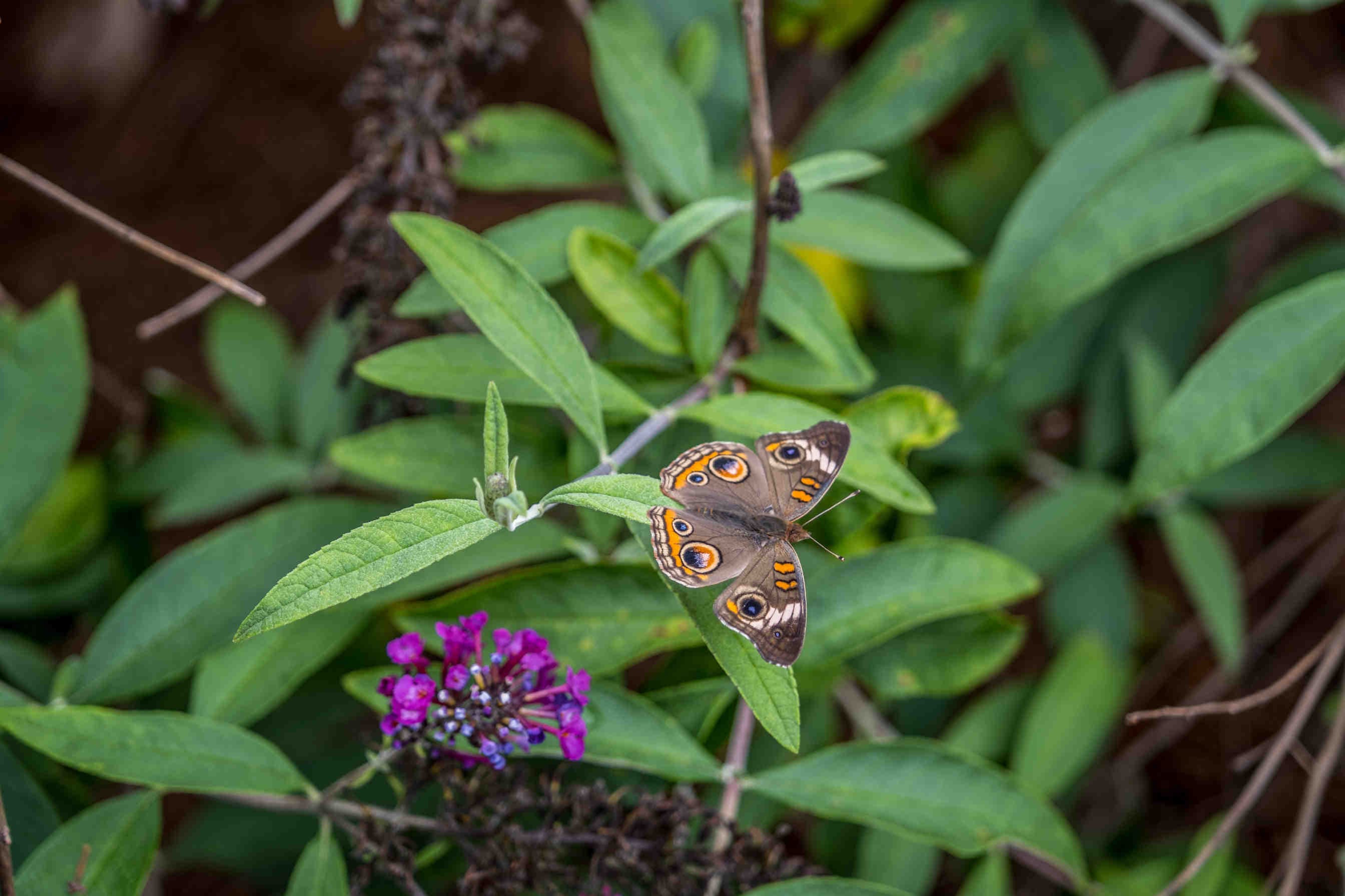 farfalla fiore