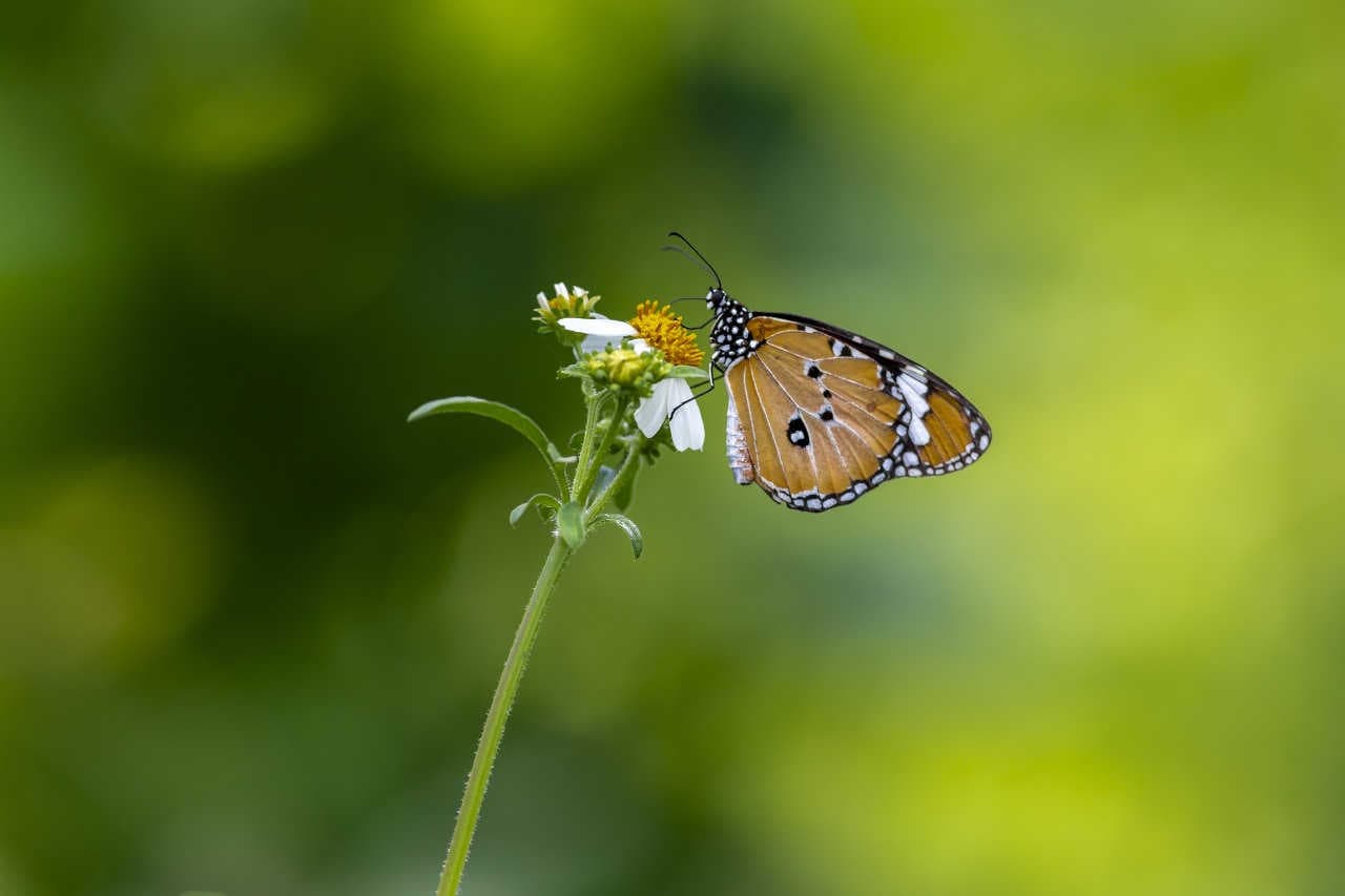 Linee guida EFSA e Strategia europea per la biodiversità