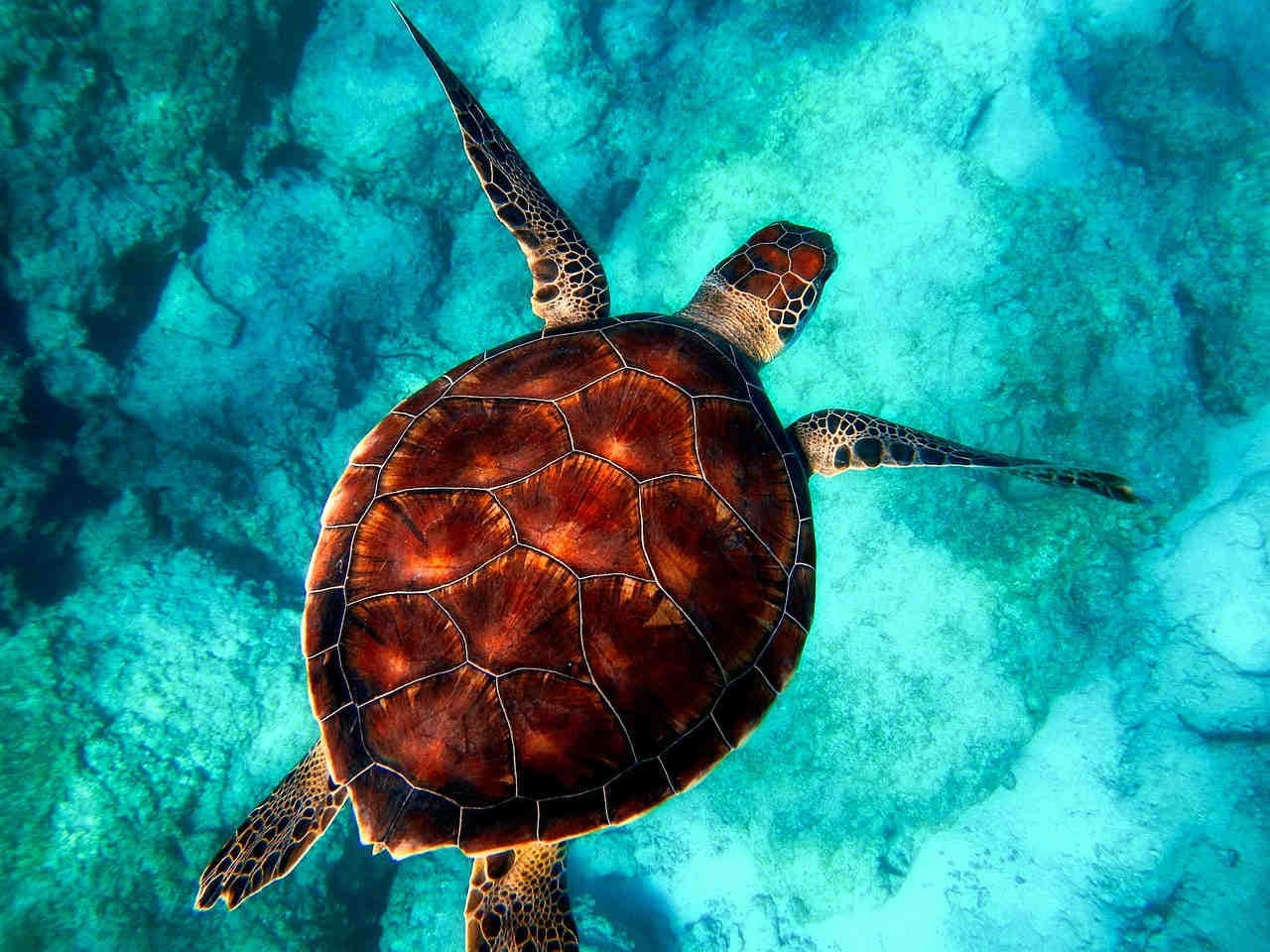 importanza celebrazione giornata mondiale degli animali