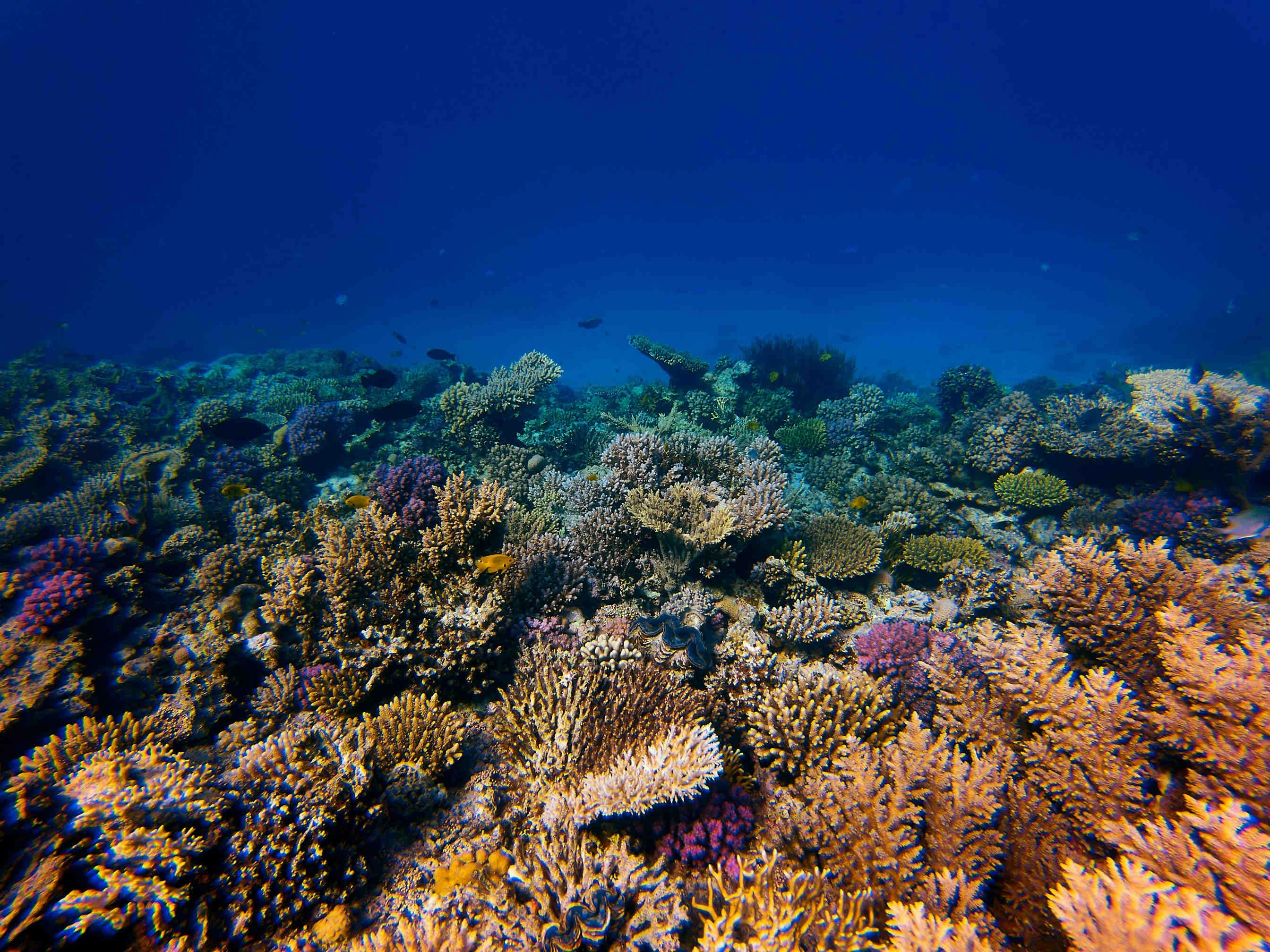 effetti acidificazione oceani