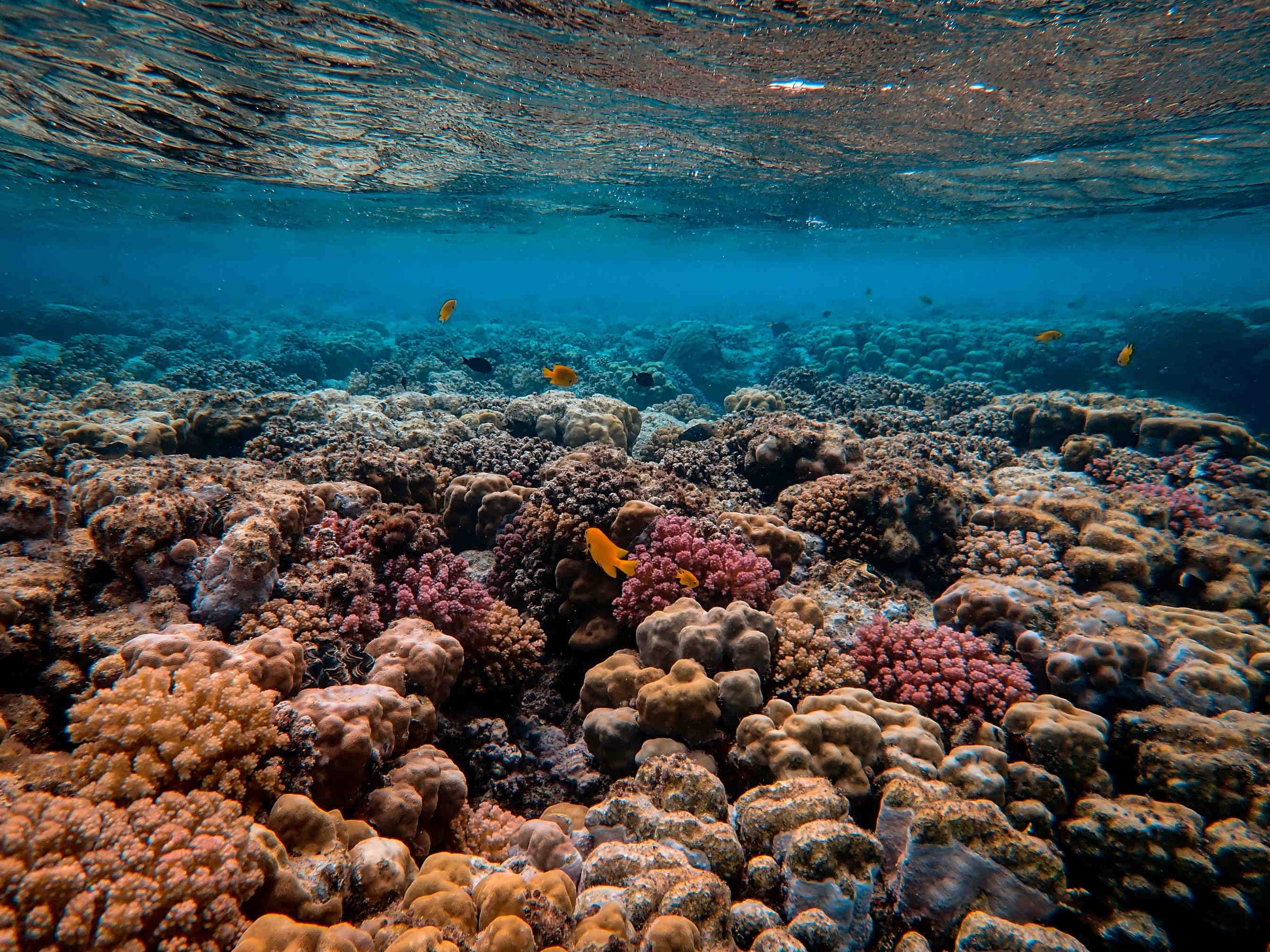 biodiversità corallina