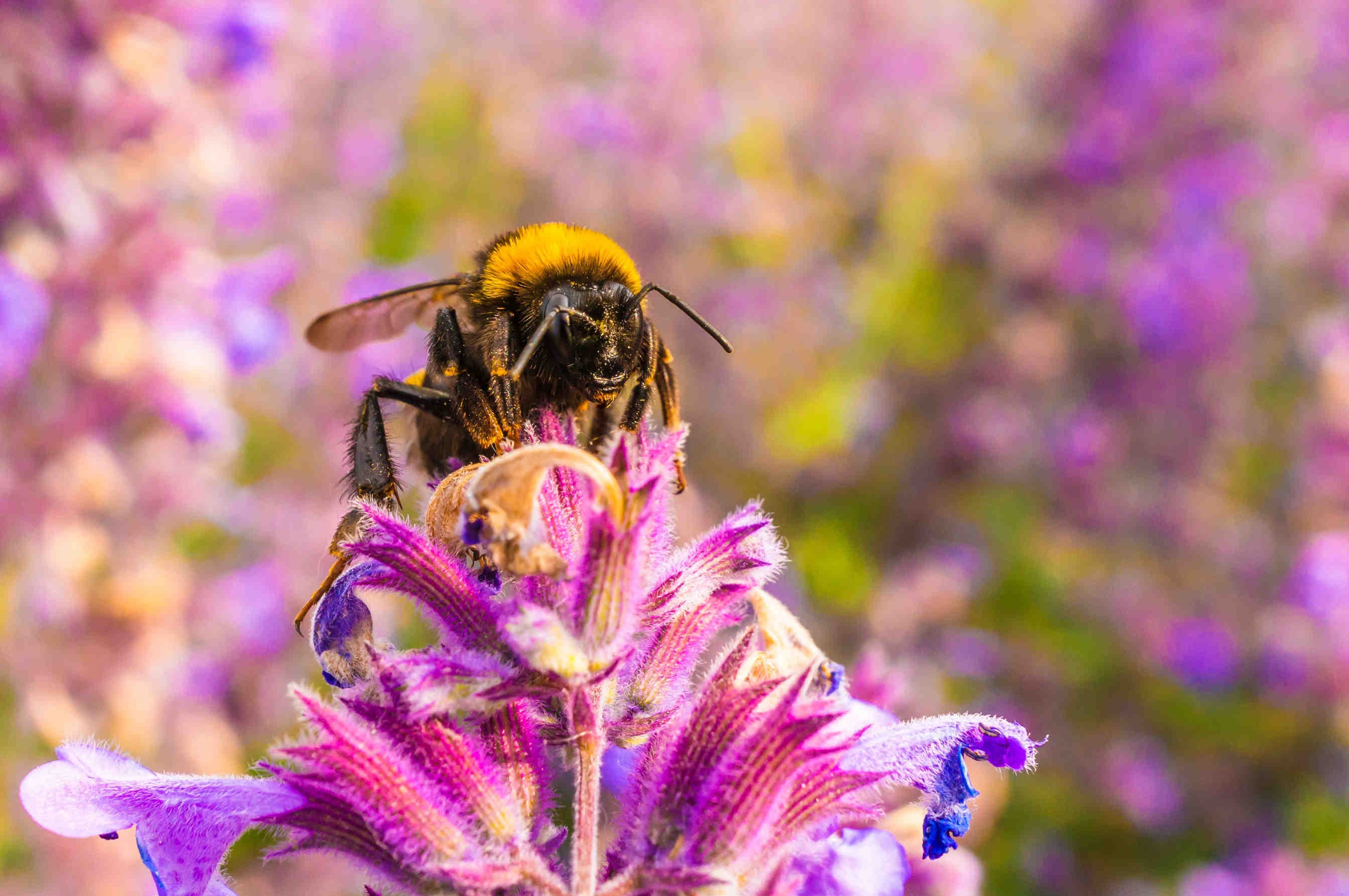 bombo impollinazione