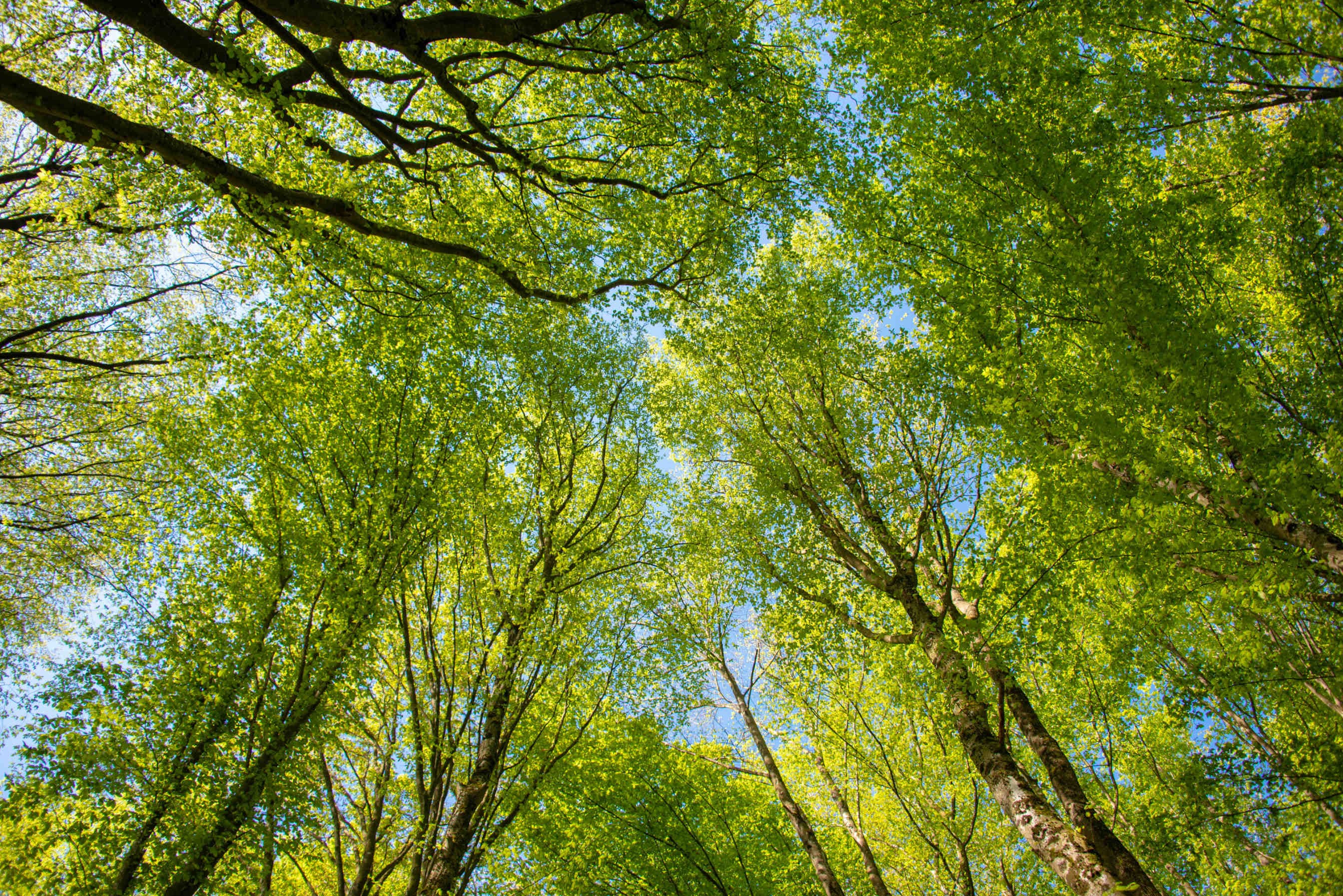 origini giornata nazionale degli alberi