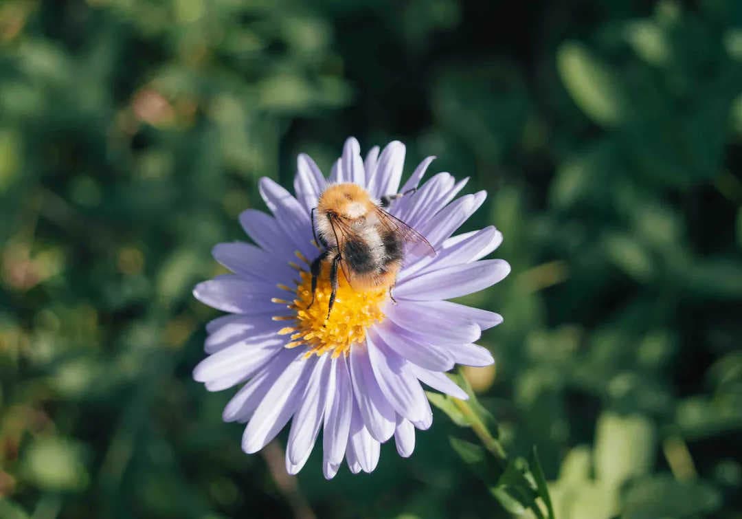 La RSE et 3Bee, un chemin vers la durabilité commence