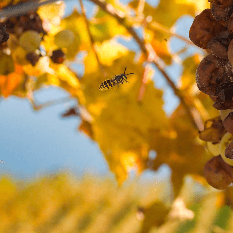 guêpes dans les vignes