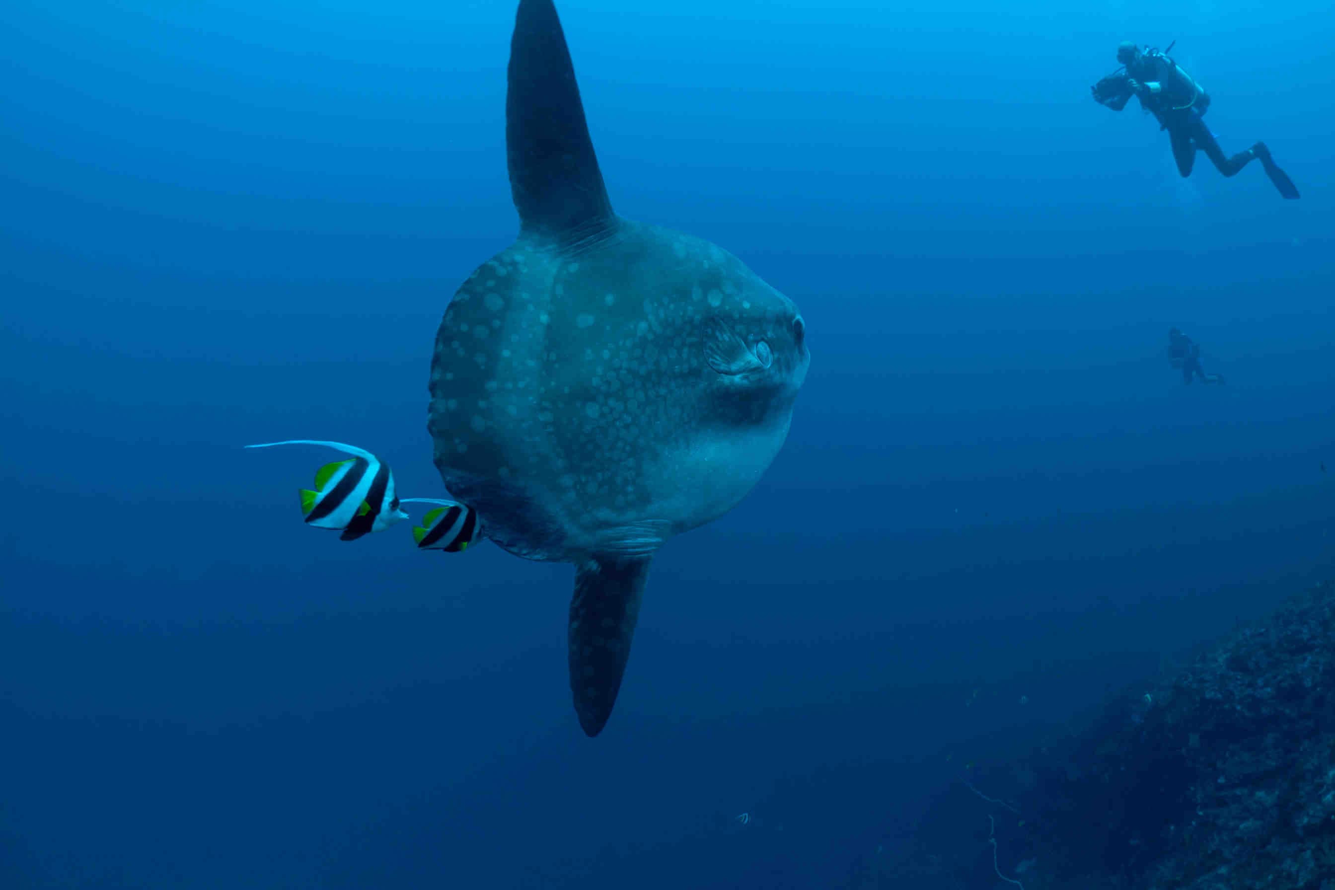 caratteristiche peculiarità anatomiche pesce luna mola mola