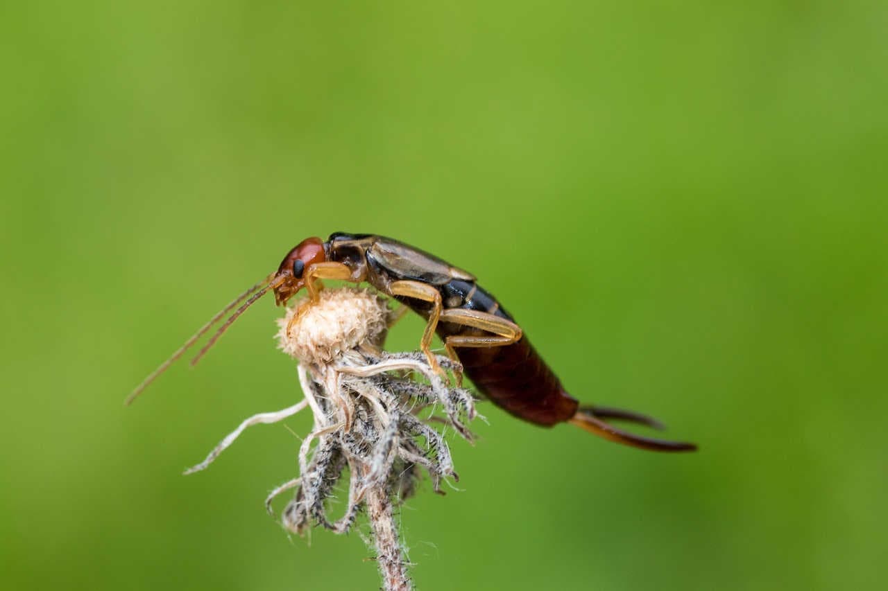 Forficula auricularia