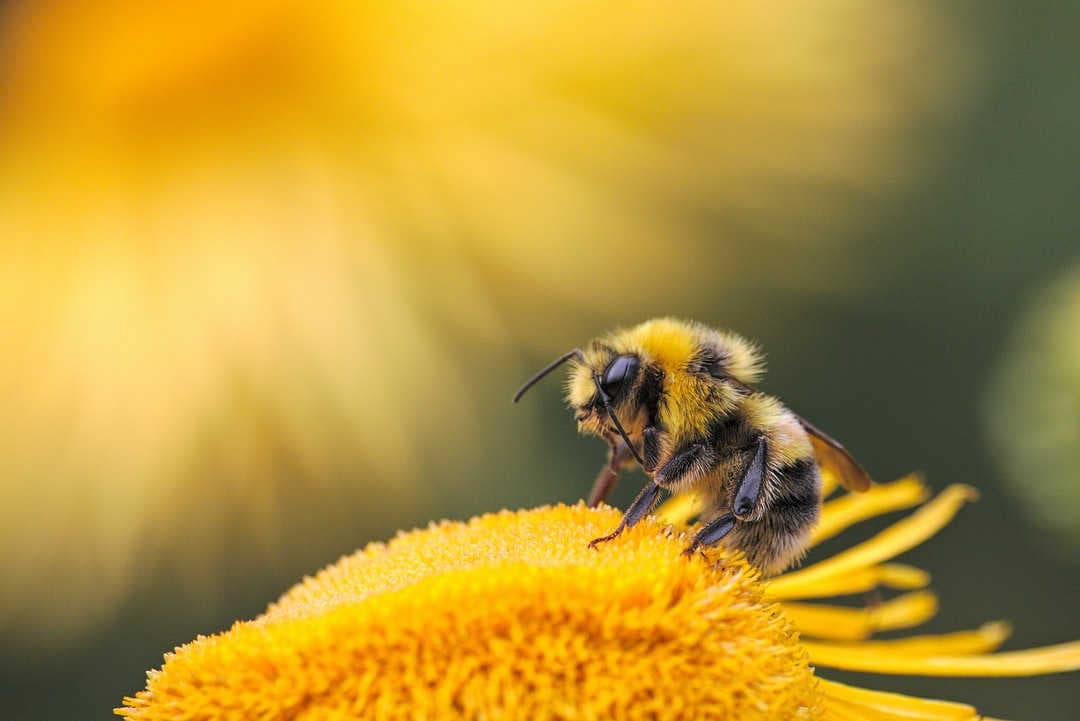 Il nuovo stand 3Bee ad Apimell 2023