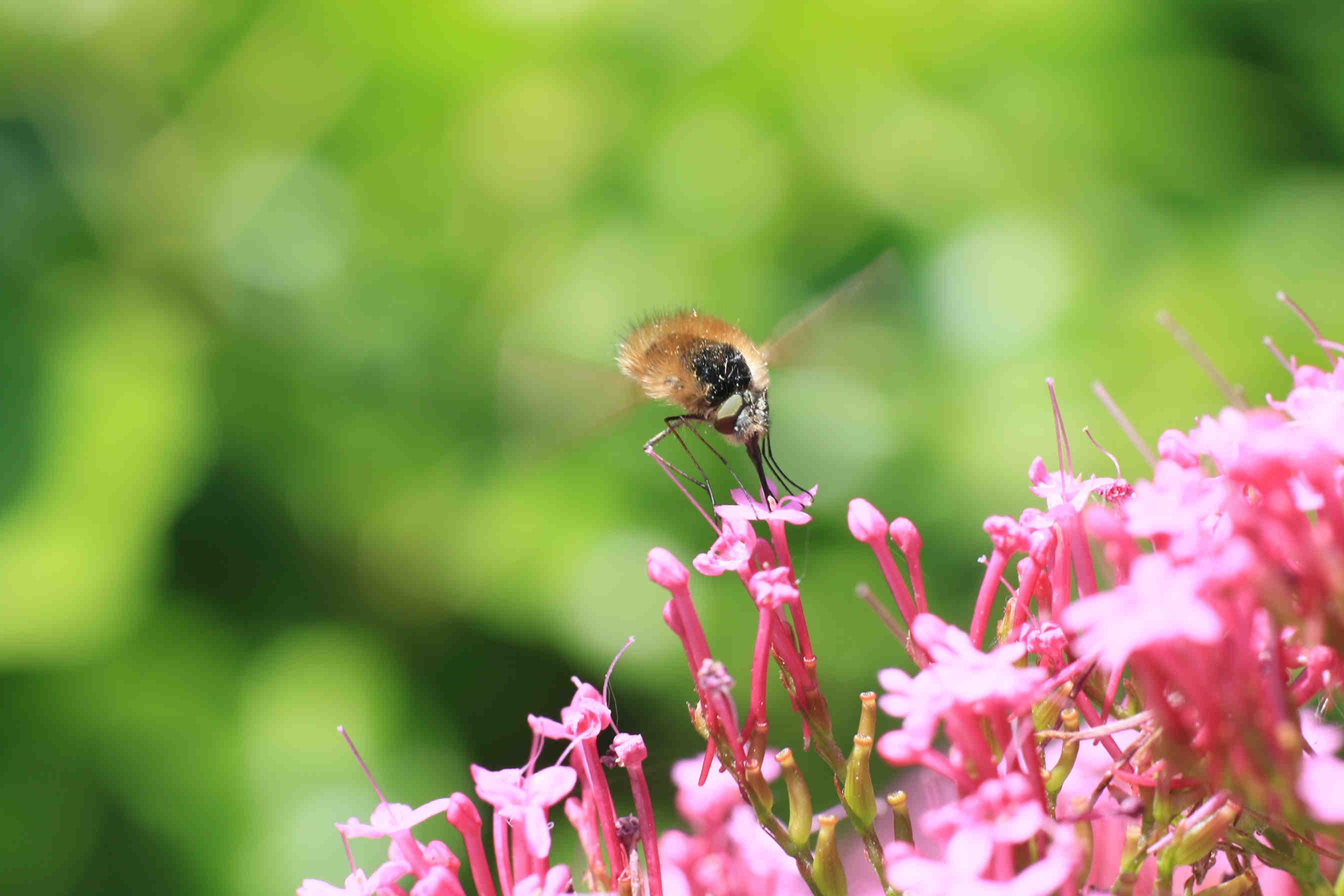 biodiversità 3Bee