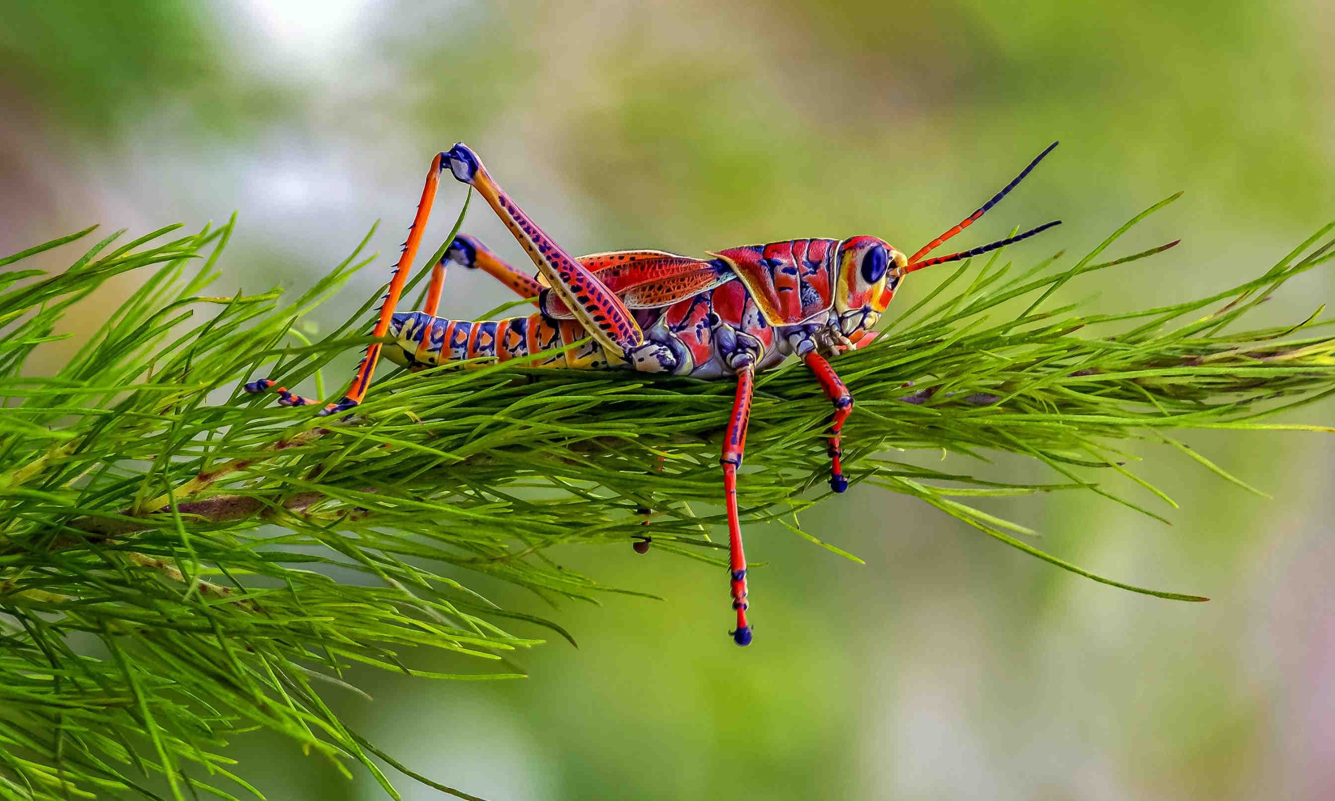 il mondo è anche casa loro edizione 2024 giornata mondiale degli animali